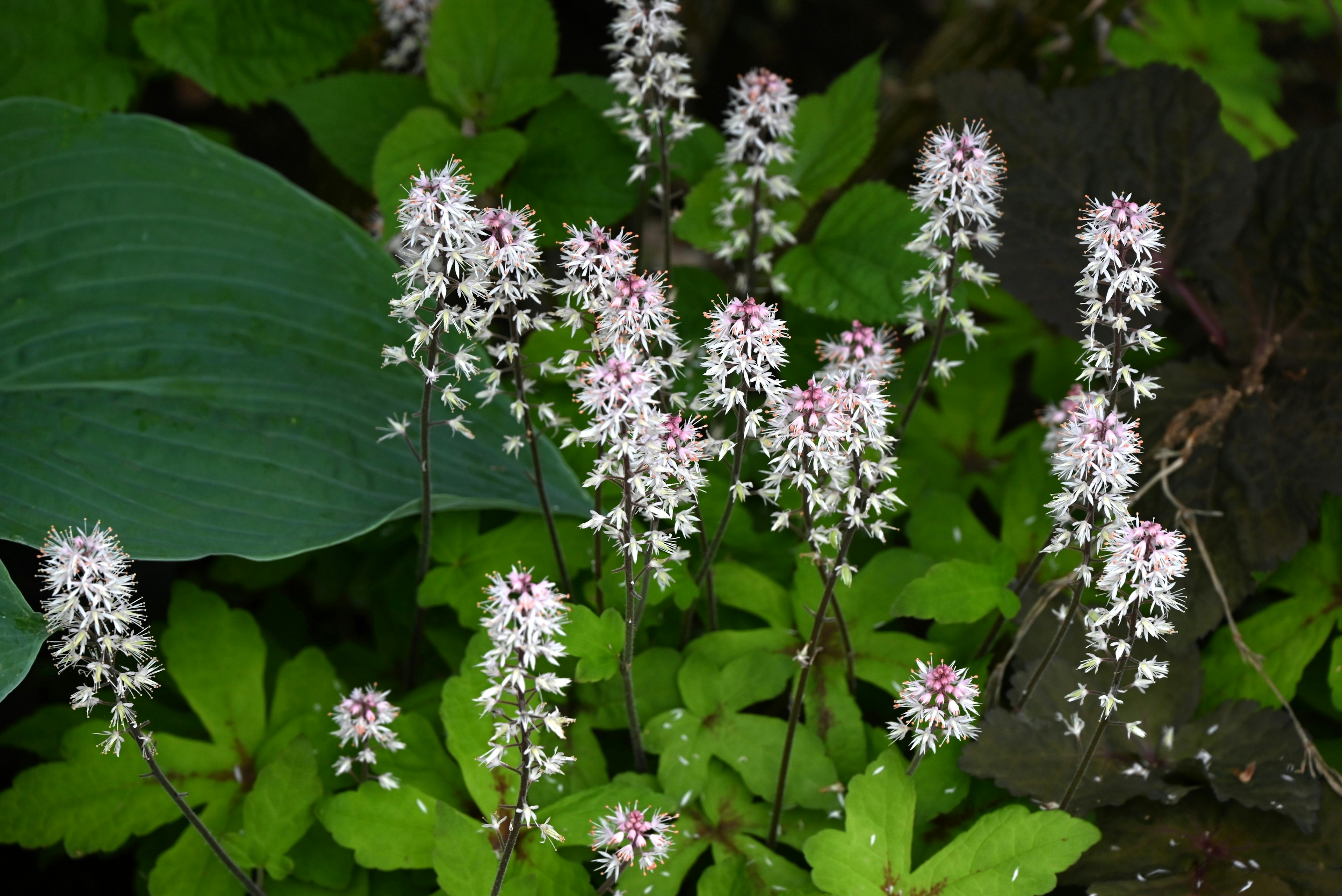 Mucchio di piccoli fiori bianchi circondati da foglie verdi