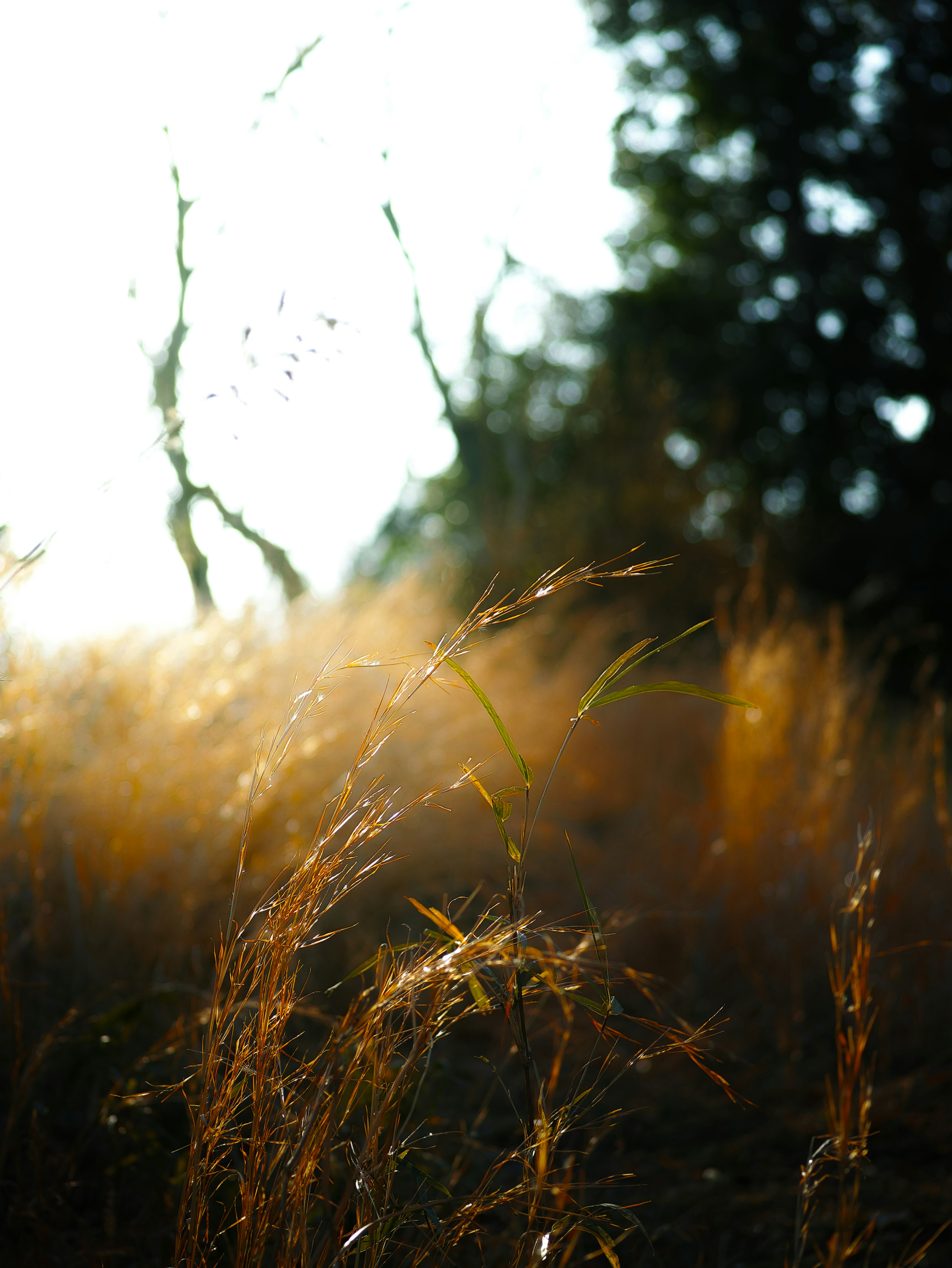 Sunlit grassy field with soft grass and tree silhouettes