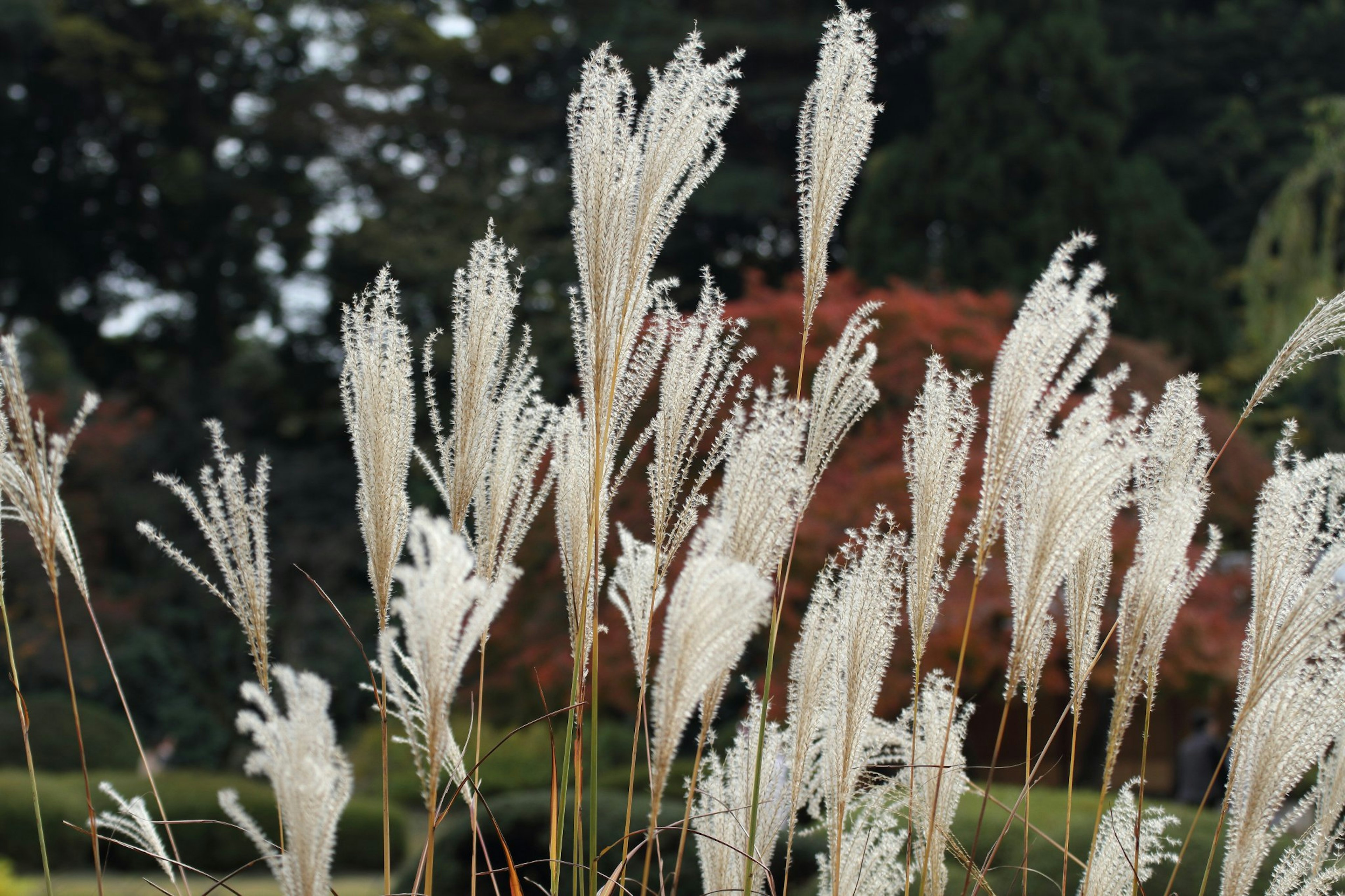 Erba pampas bianca che ondeggia nel vento