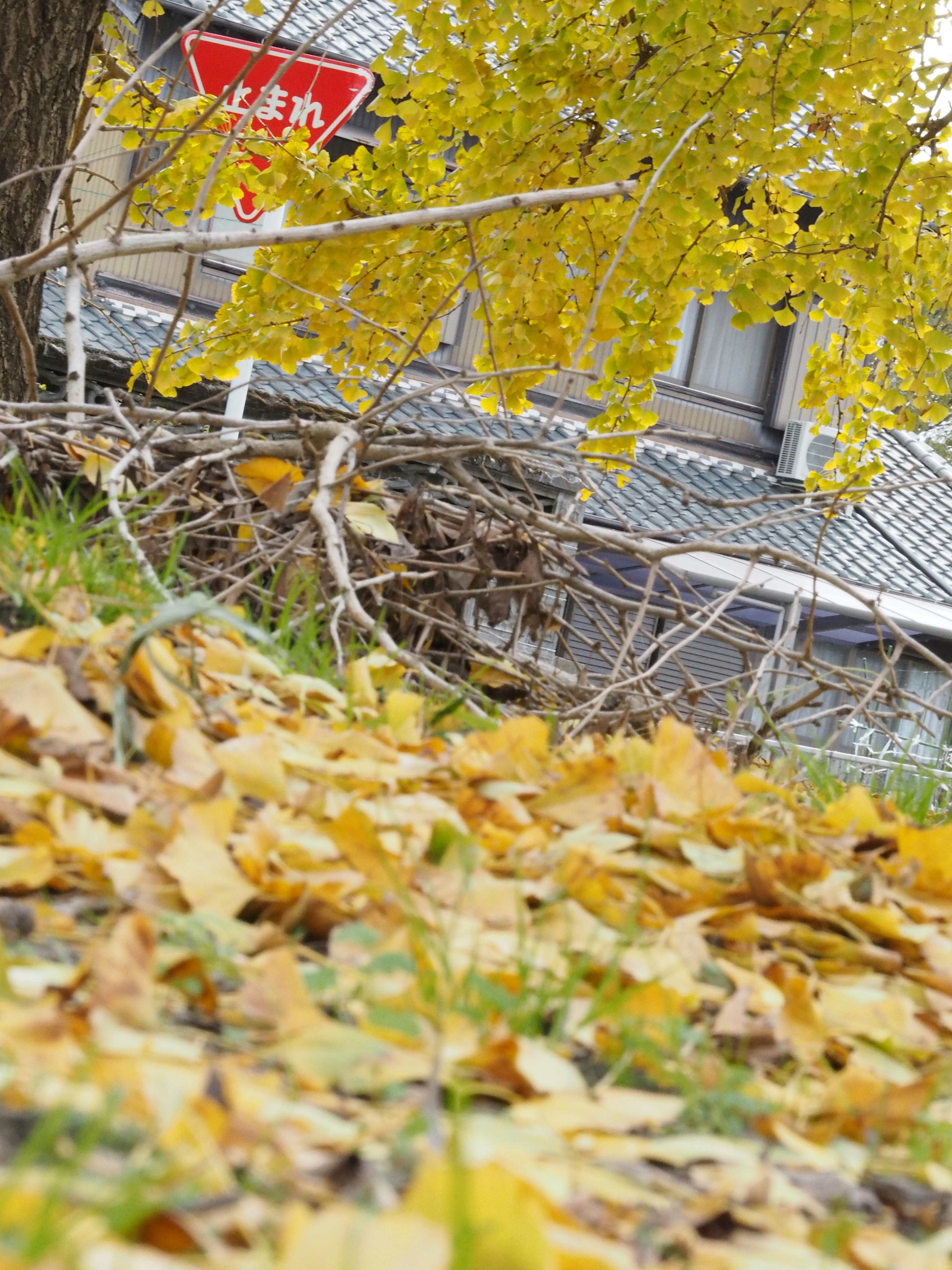 Herbstszene mit verstreuten gelben Blättern und einem Gebäude im Hintergrund