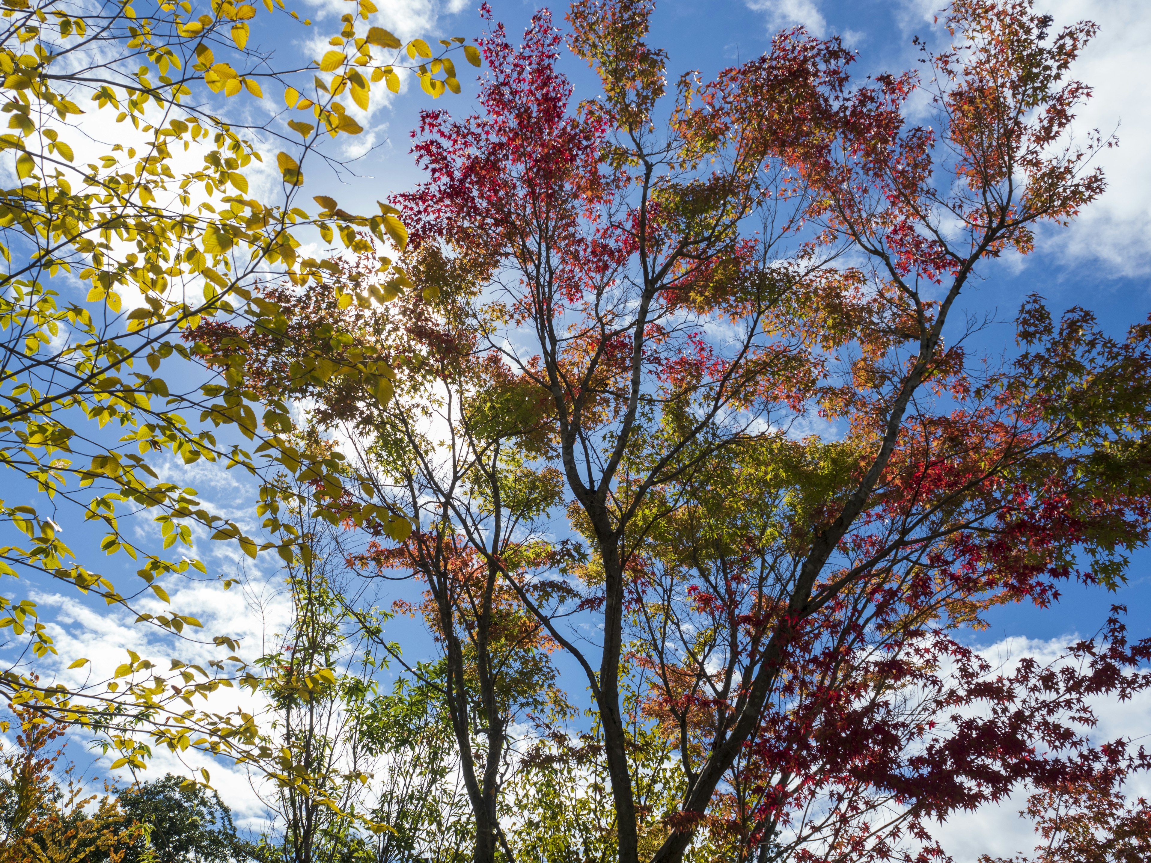 Árboles con hojas de otoño coloridas bajo un cielo azul