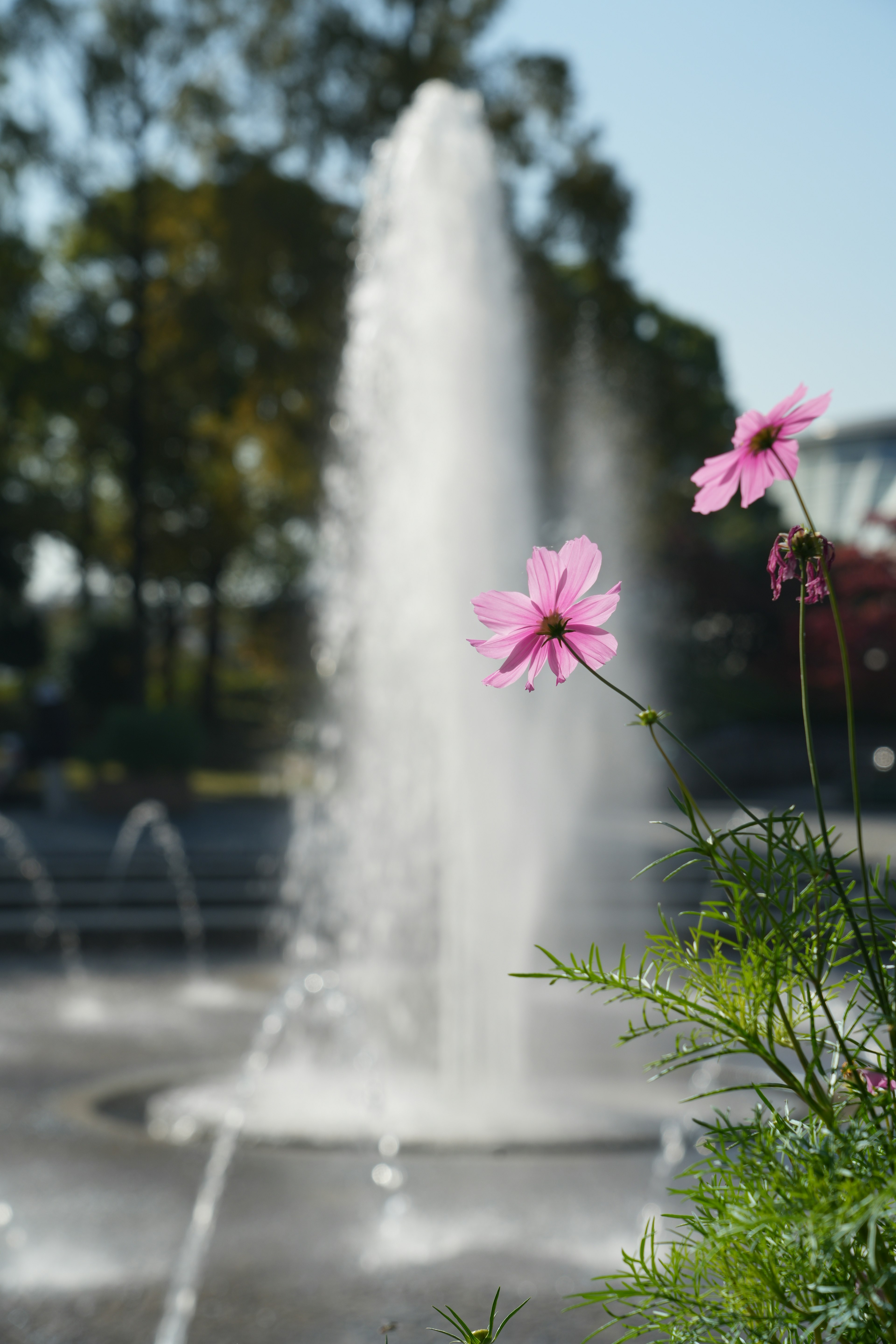 Scène de parc avec une fontaine et des fleurs roses