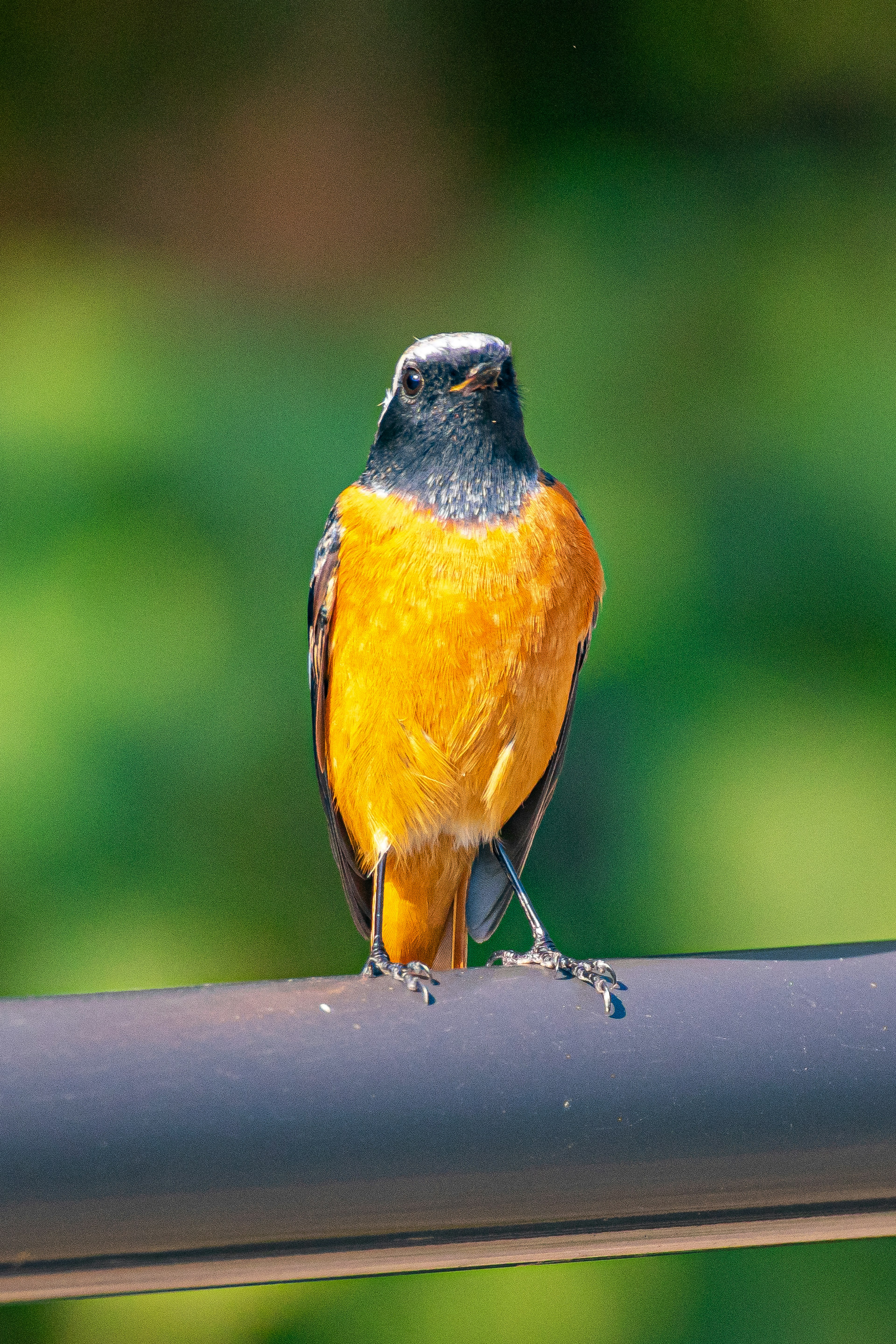 Vogel mit schwarzem Kopf und orangefarbenem Körper, der auf einem Rohr sitzt