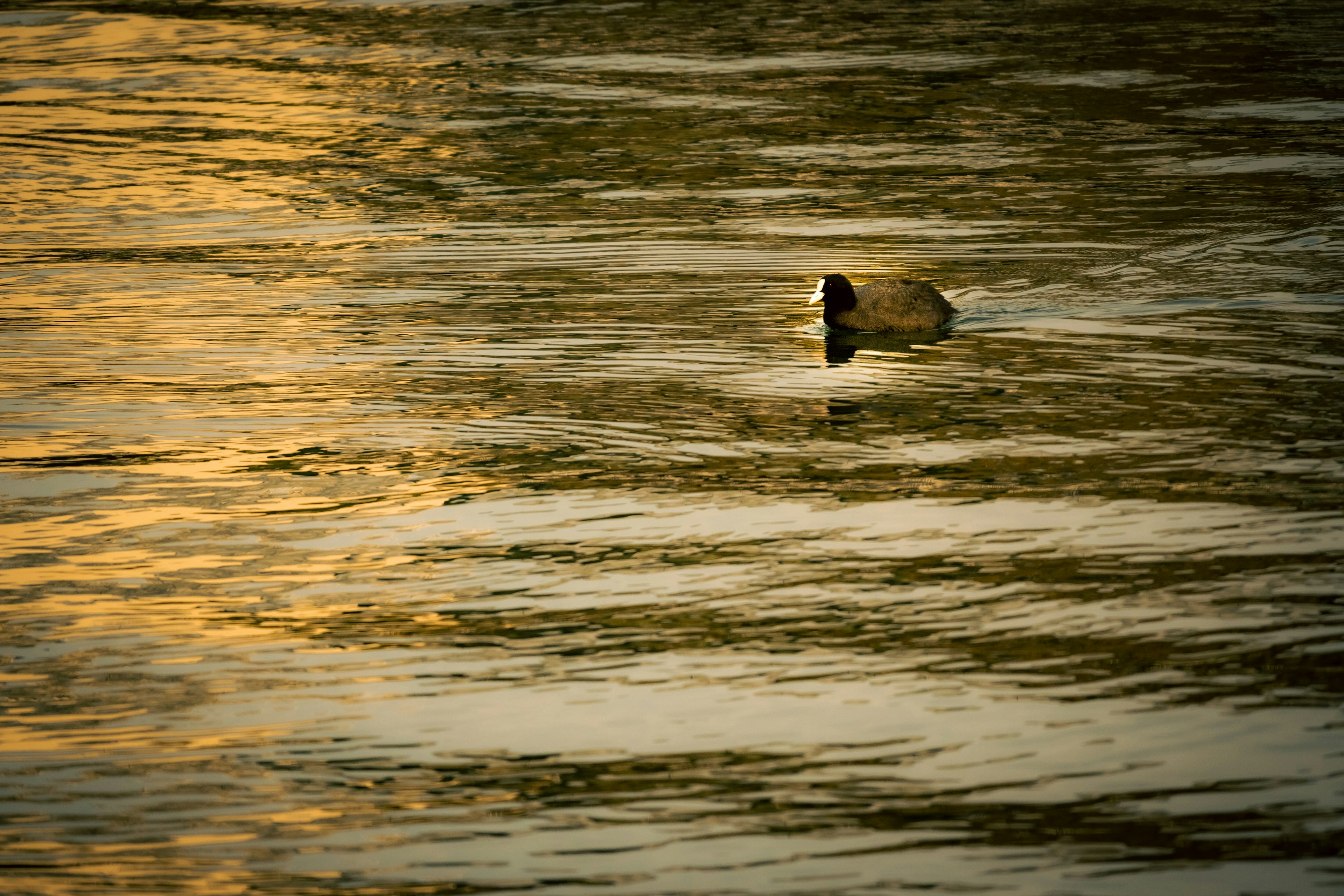 Un objet flottant sur l'eau avec un beau reflet du coucher de soleil