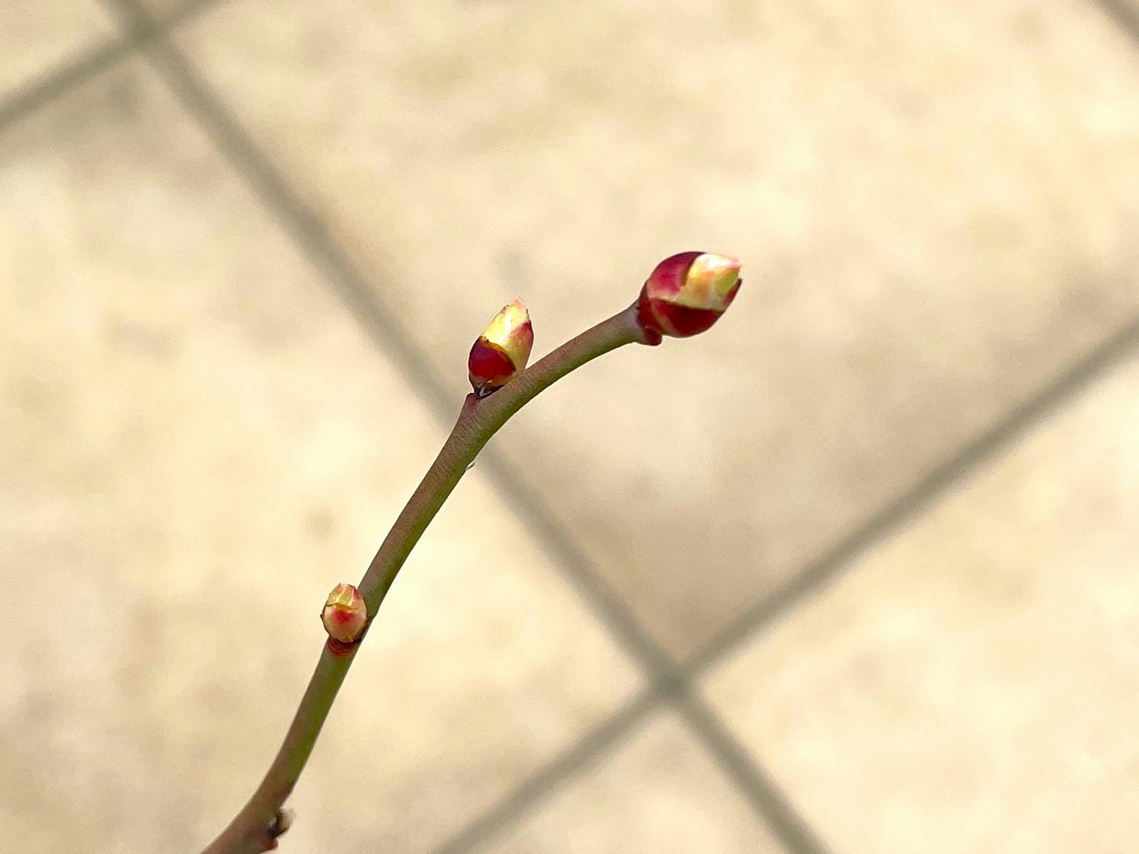 Dünner Ast mit roten Knospen vor einem gefliesten Hintergrund