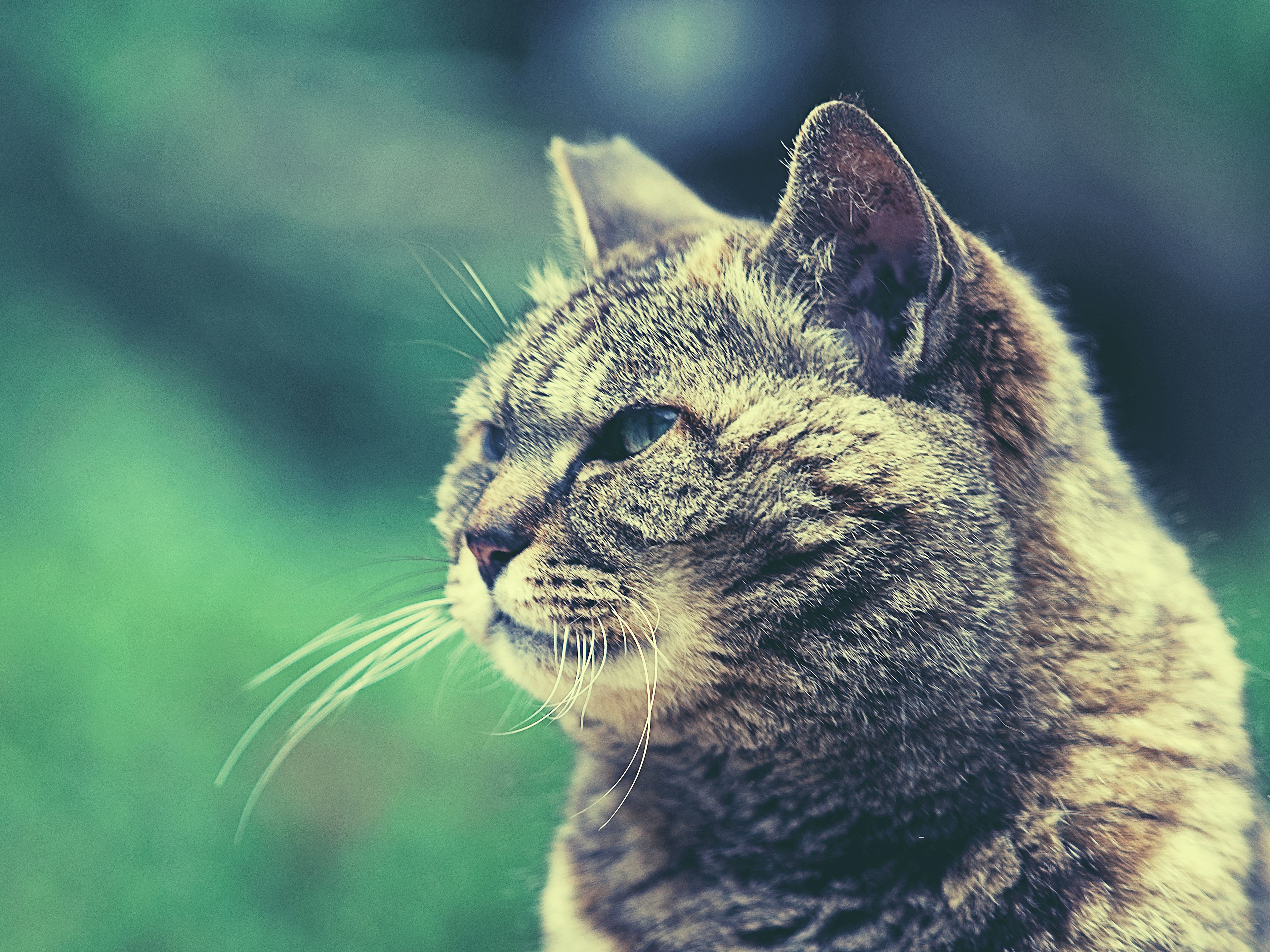 Un gato atigrado con pelaje suave mirando de lado con un fondo verde borroso