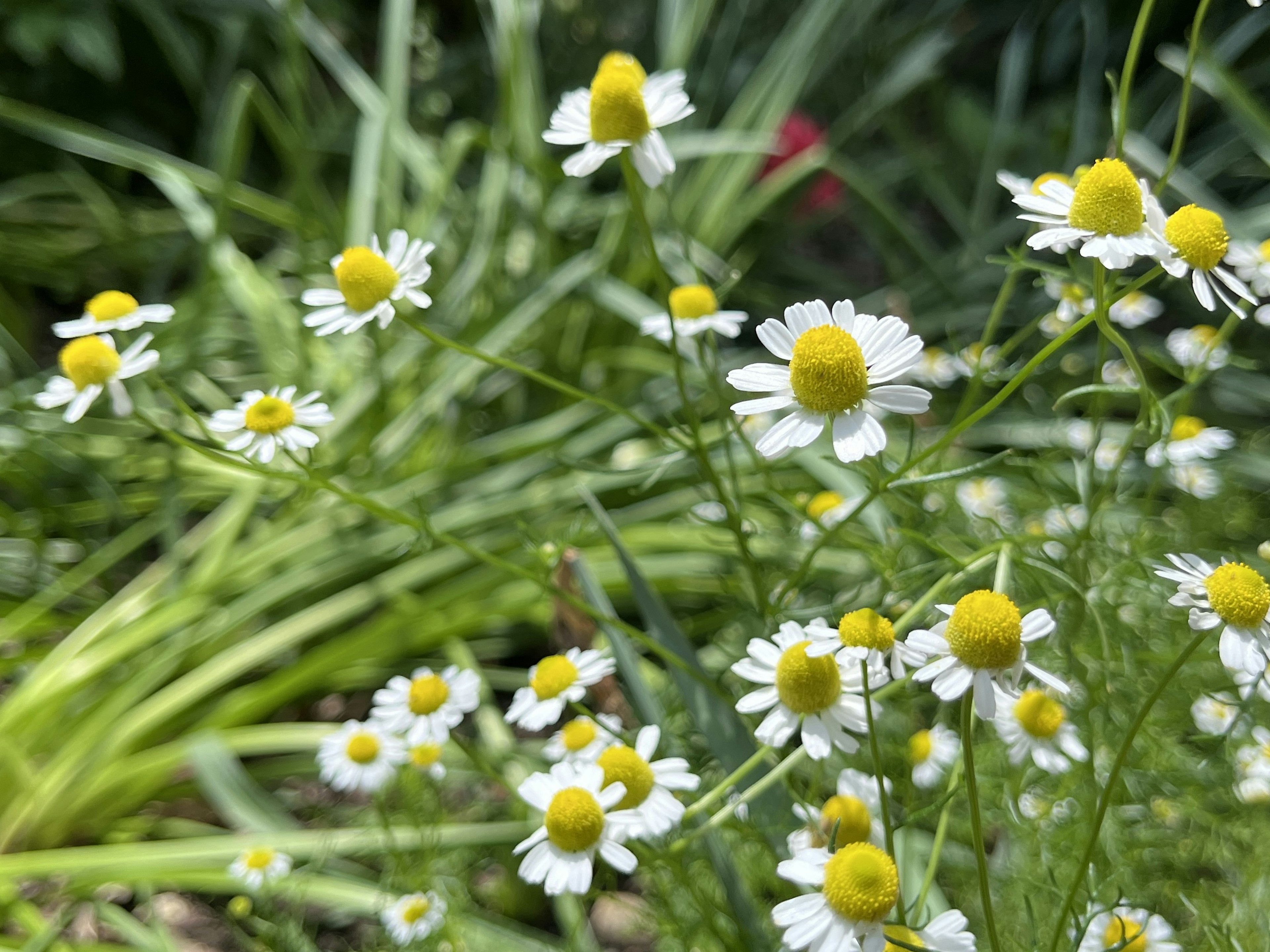 Gruppo di piccoli fiori bianchi con centri gialli circondati da fogliame verde