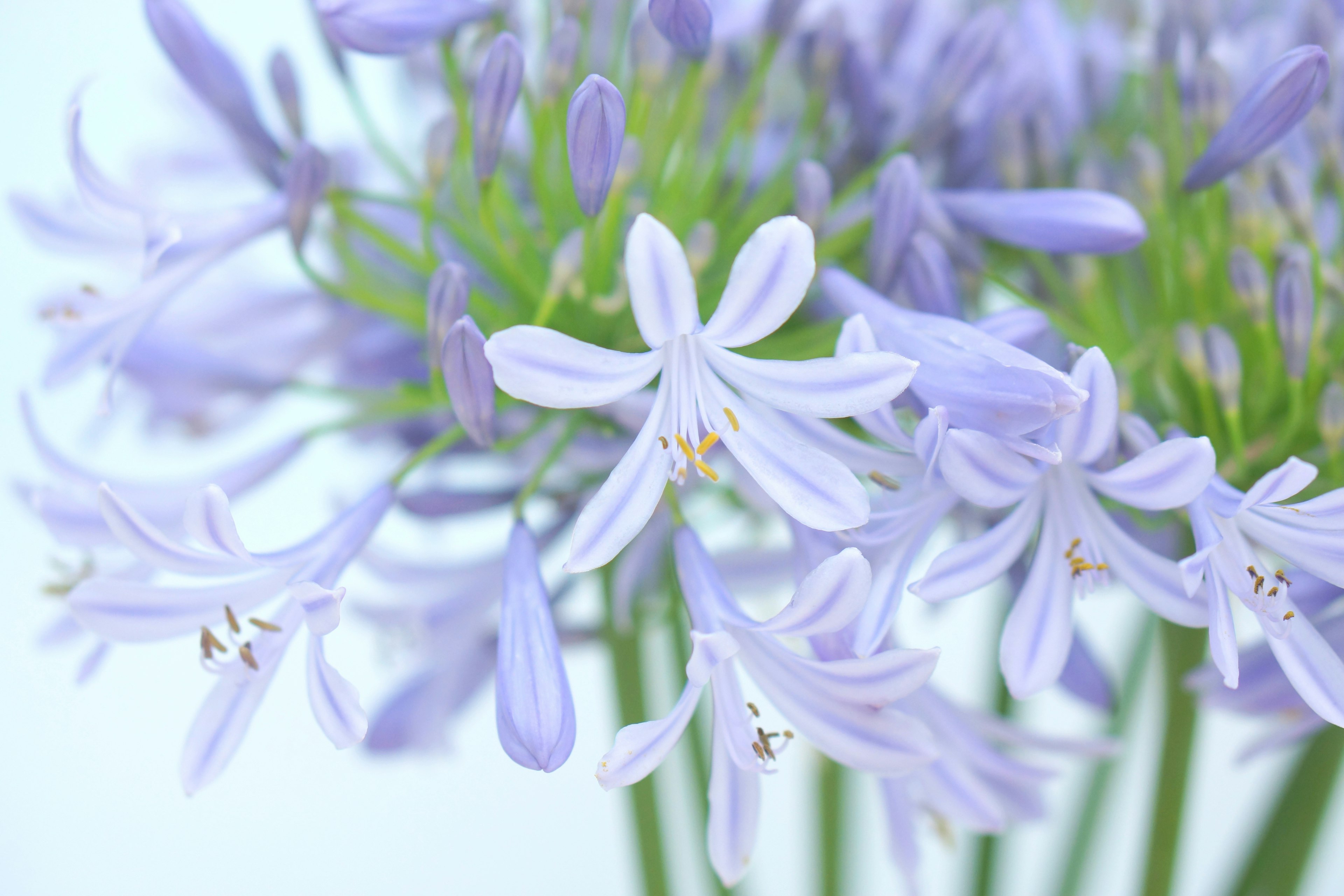 Nahaufnahme eines Straußes von blassen lila Blumen