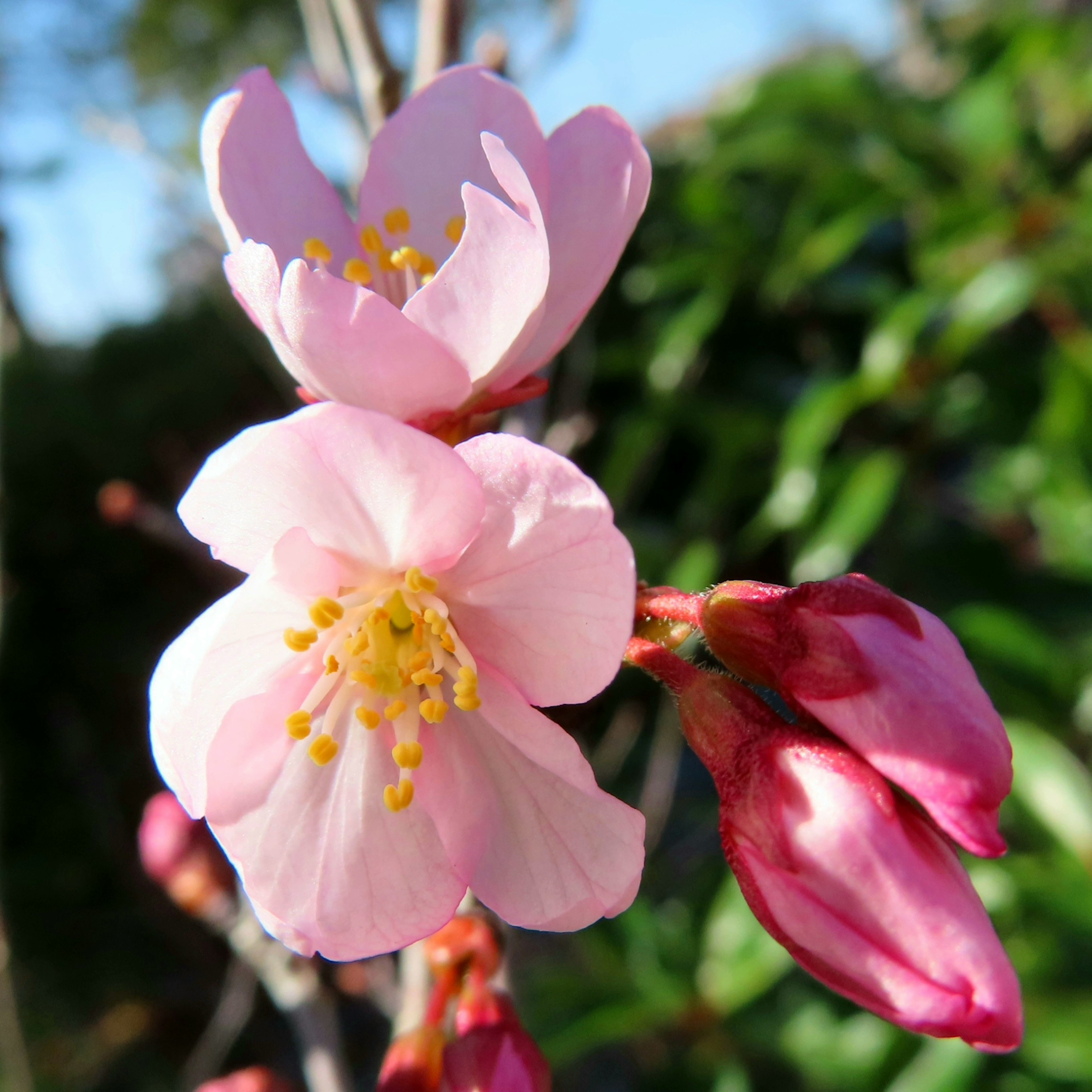 Nahaufnahme von Kirschblüten mit hellrosa Blüten und Knospen