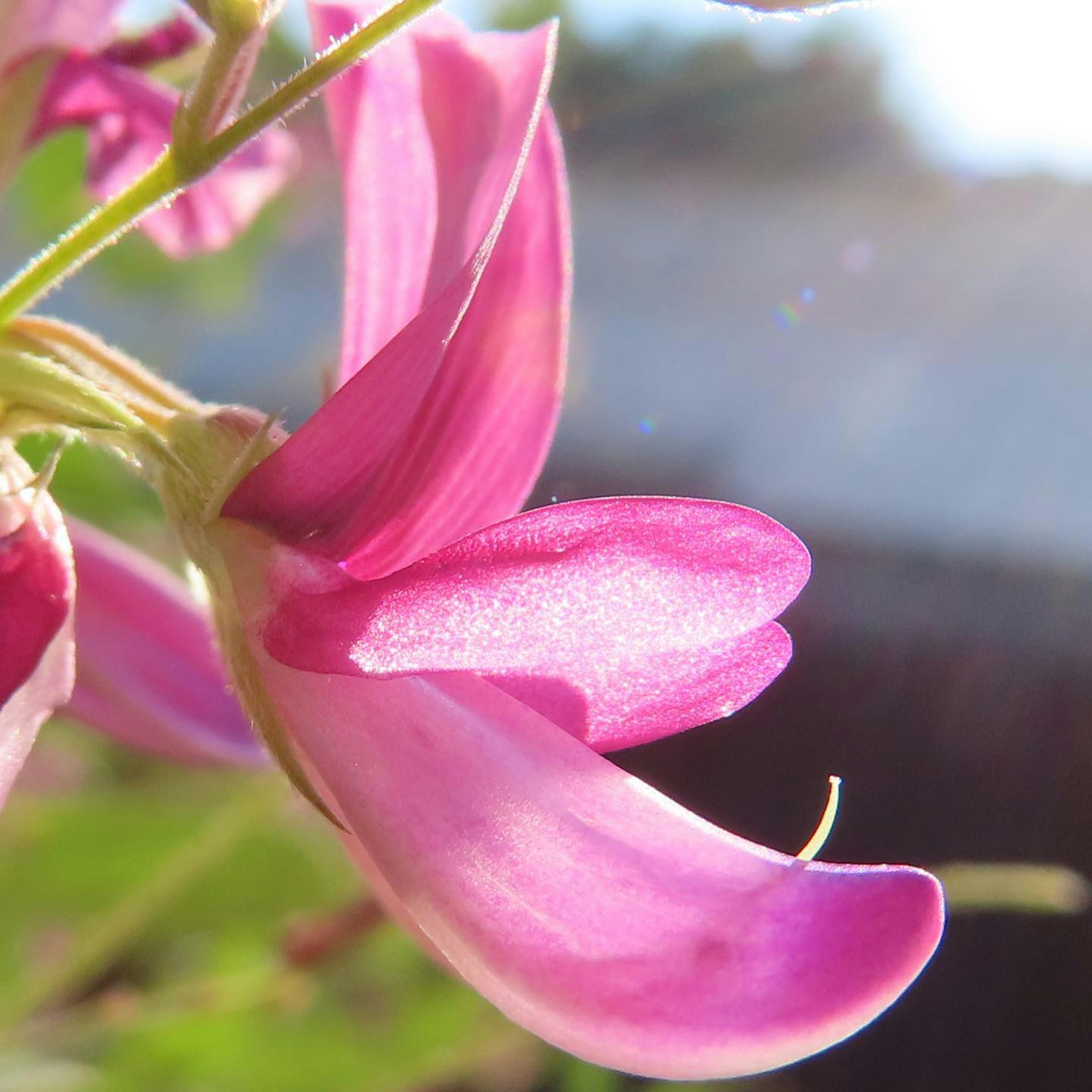 Gros plan d'une belle pétale de fleur rose