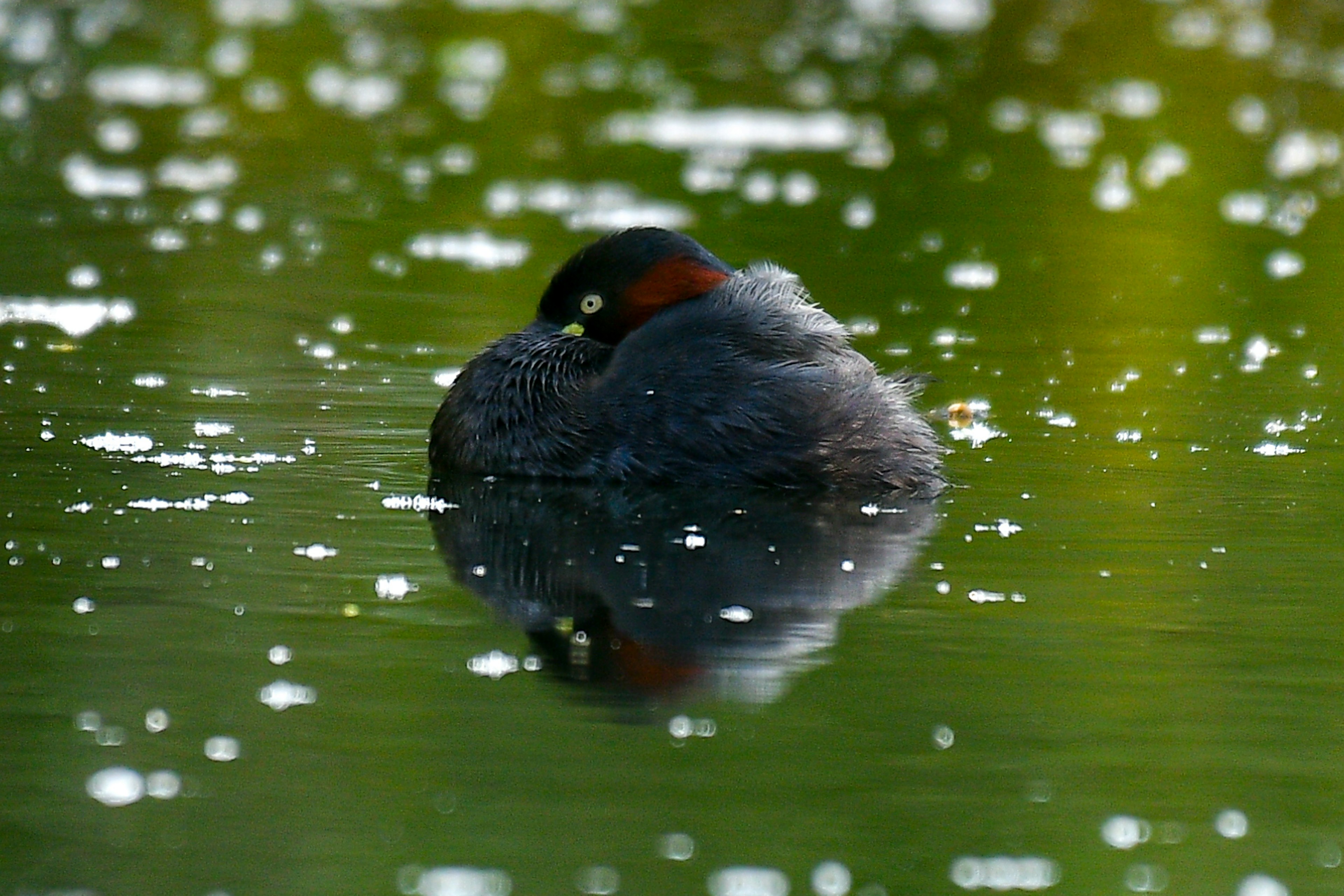 Ein Vogel, der auf der Wasseroberfläche ruht, mit Reflexionen in einer ruhigen Umgebung