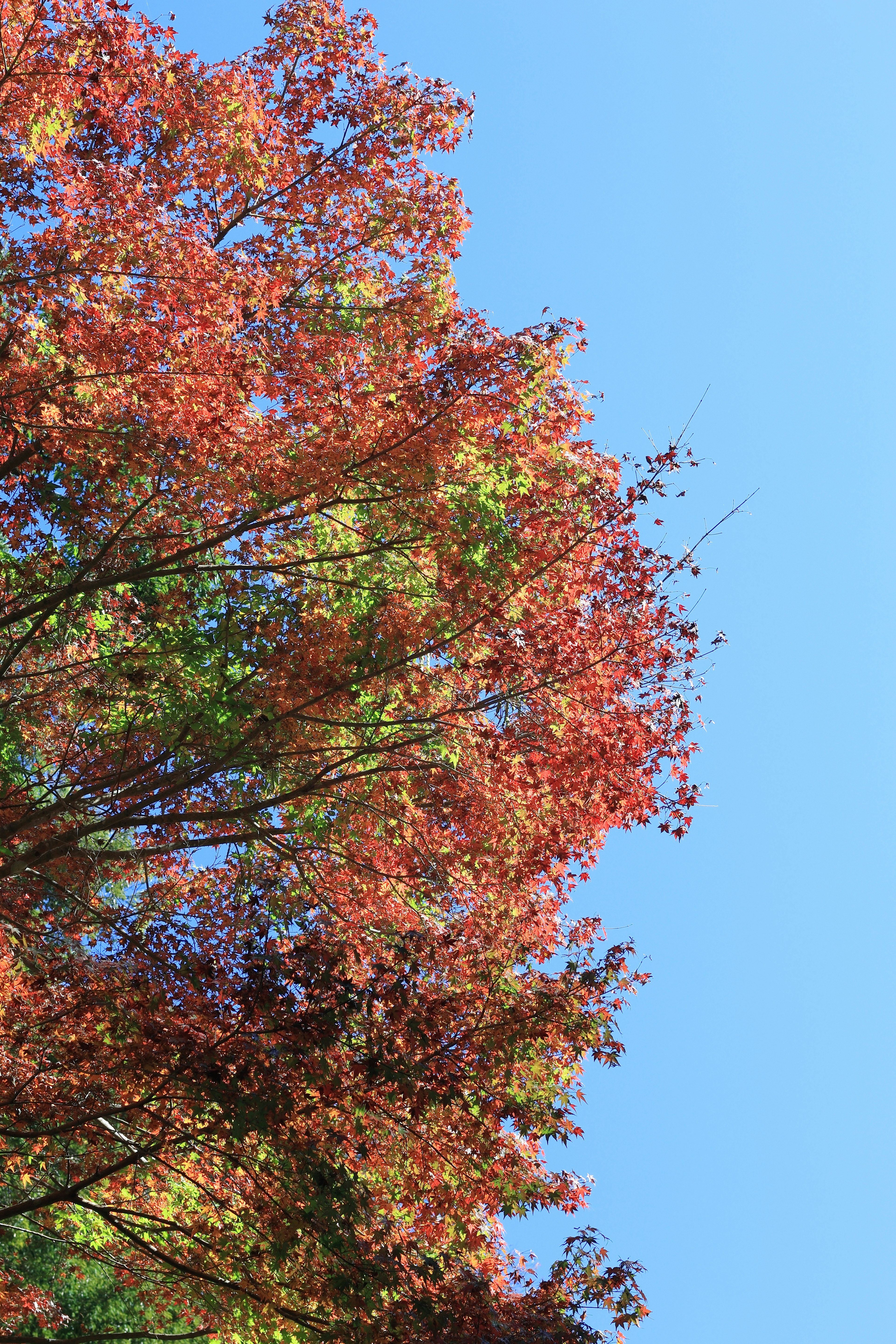 Obenansicht von Herbstlaub vor einem klaren blauen Himmel