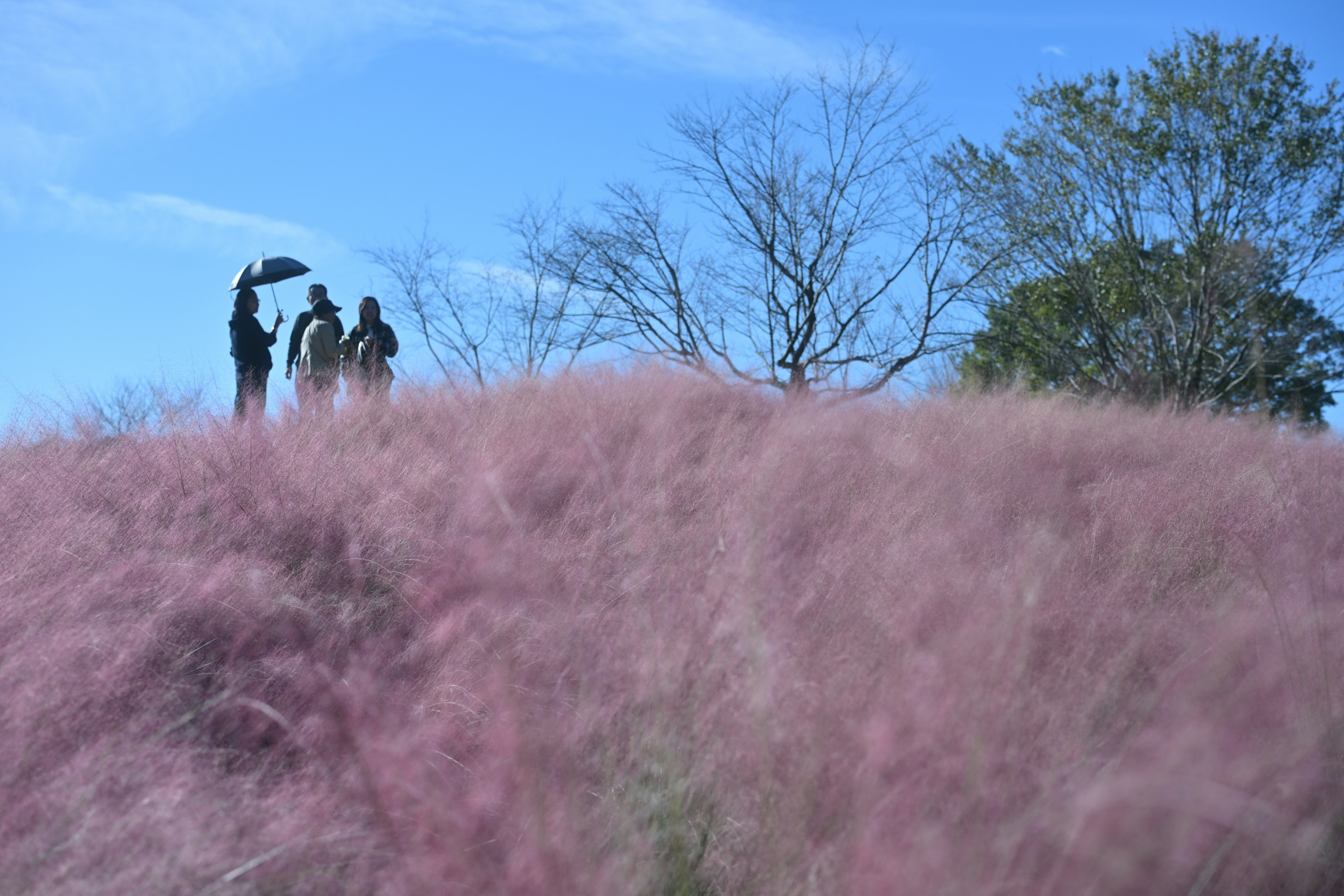 Persone in posa in un campo di erba rosa sotto un cielo blu