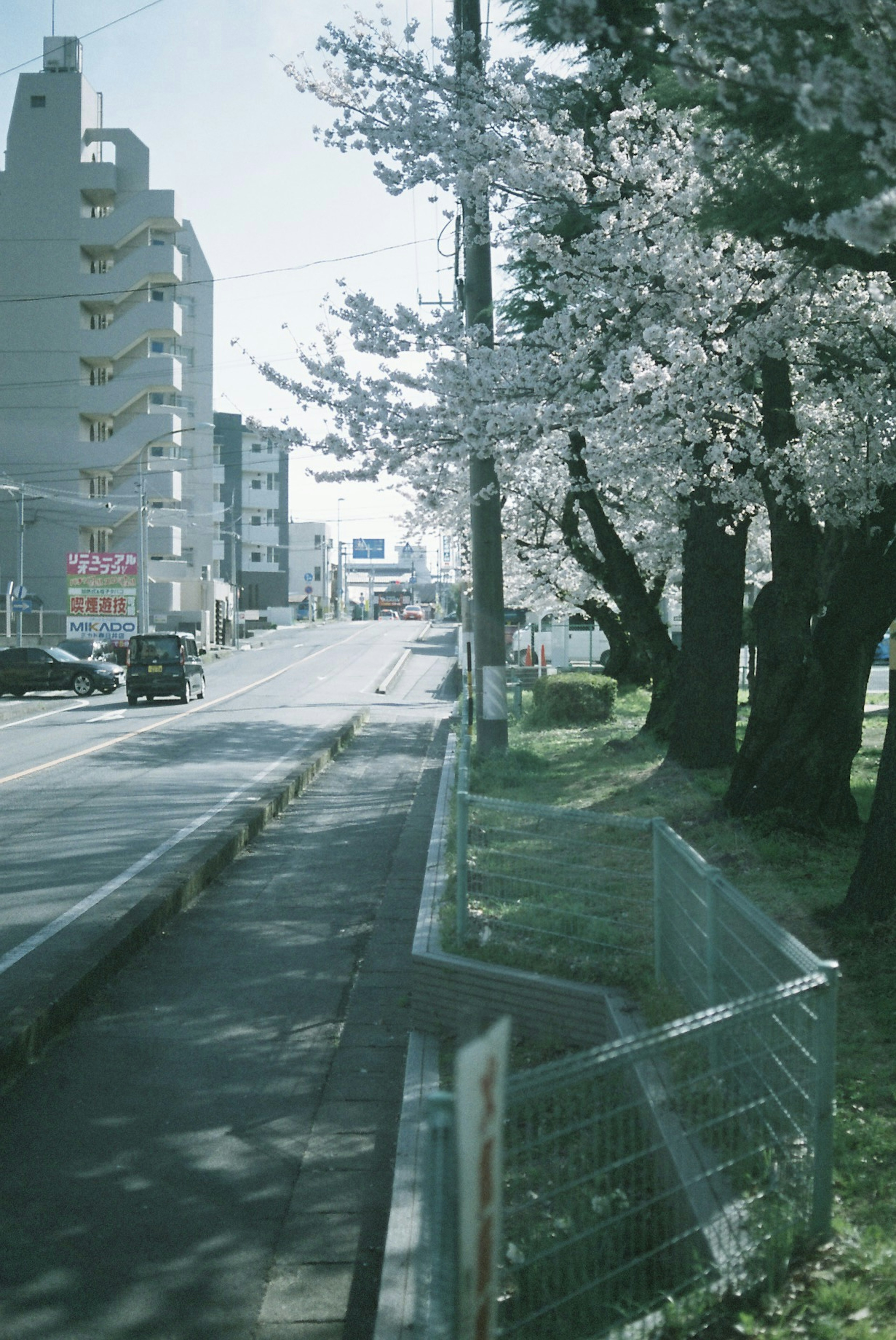 Quiet street scene with blooming cherry blossom trees