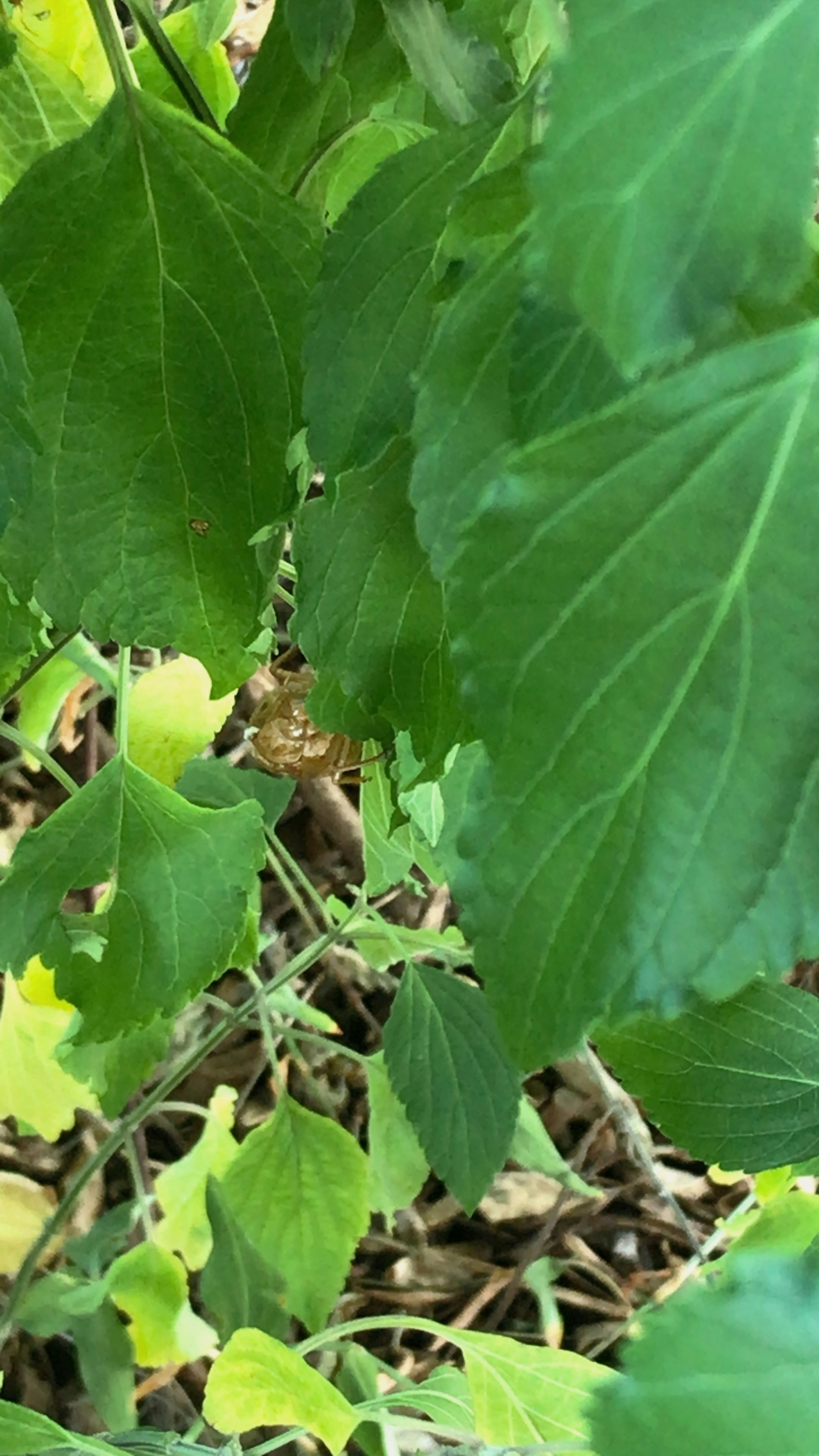 Scena naturale con foglie verdi e terreno visibile