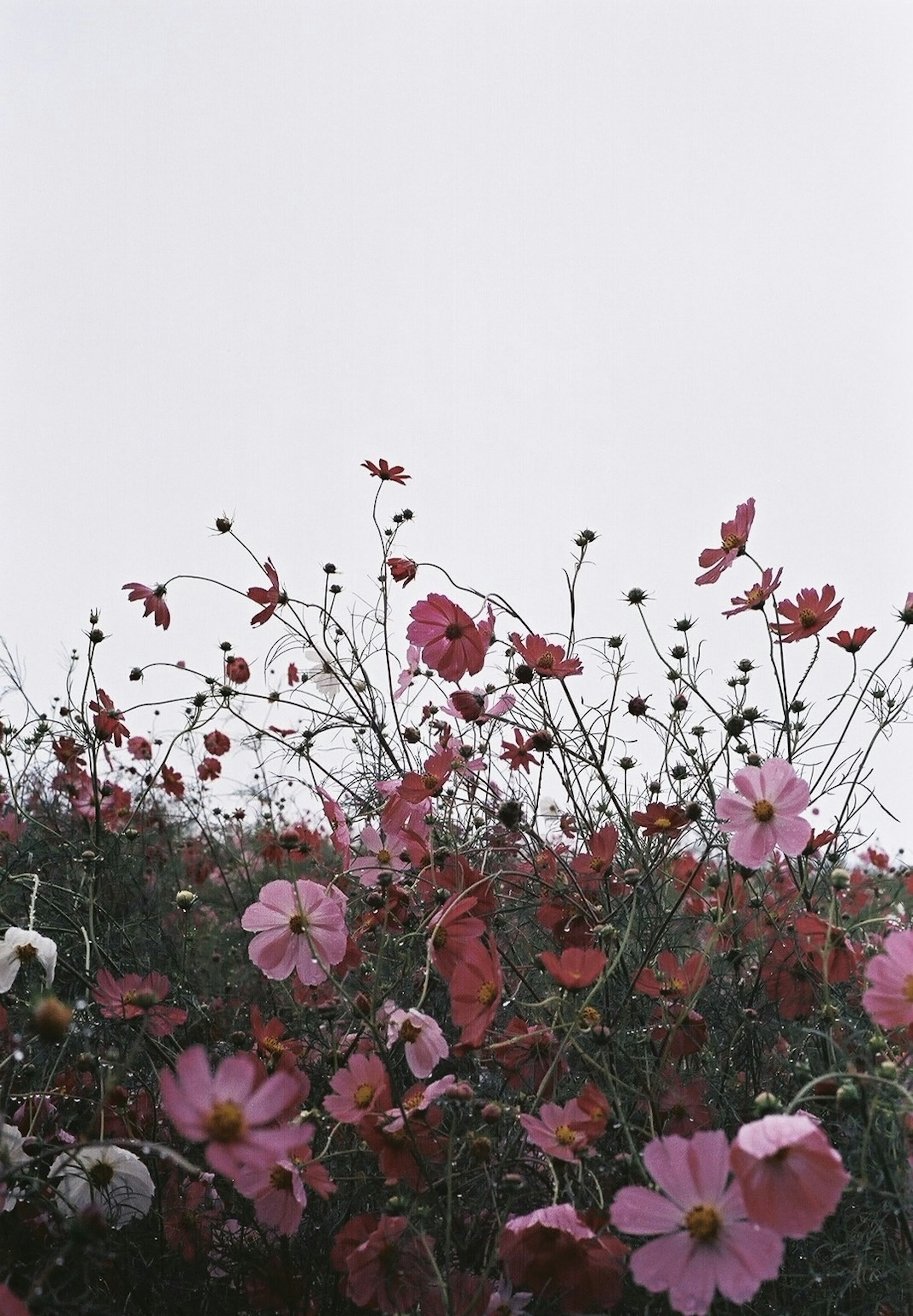 色とりどりの花が咲く風景の上部に薄い空が広がる