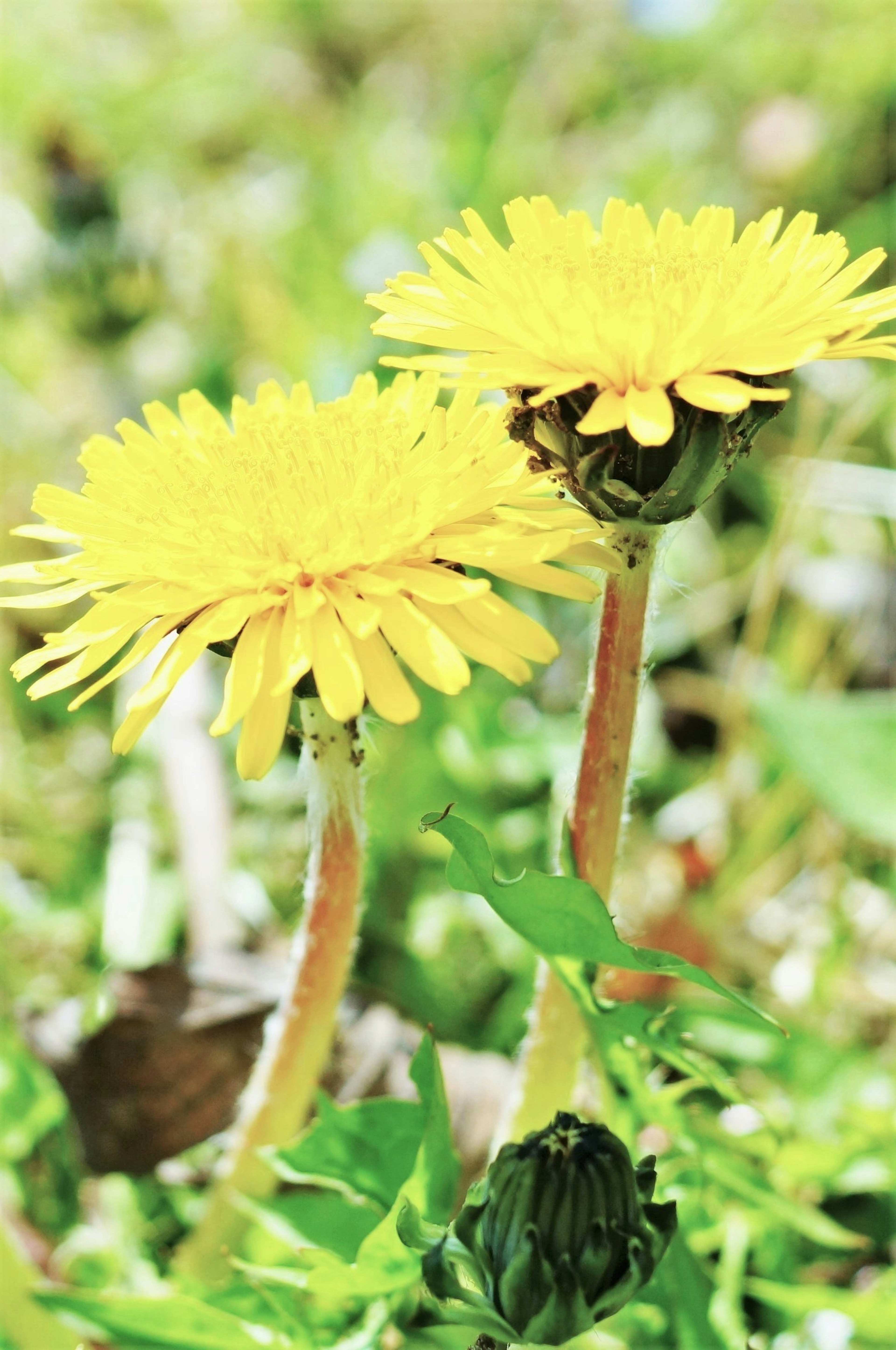 Yellow dandelion flowers blooming among green grass