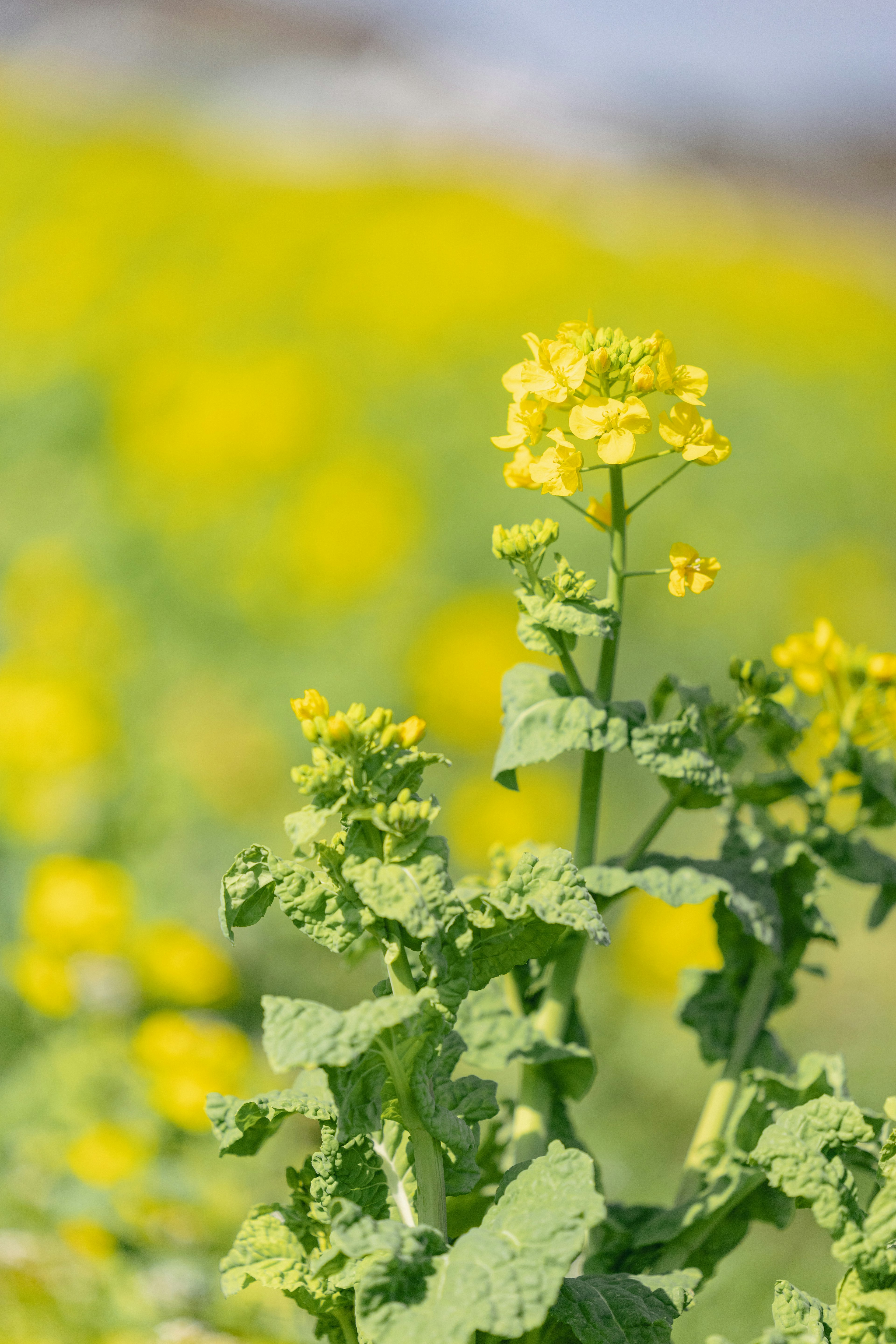 鮮やかな黄色の菜の花が咲いている風景の写真