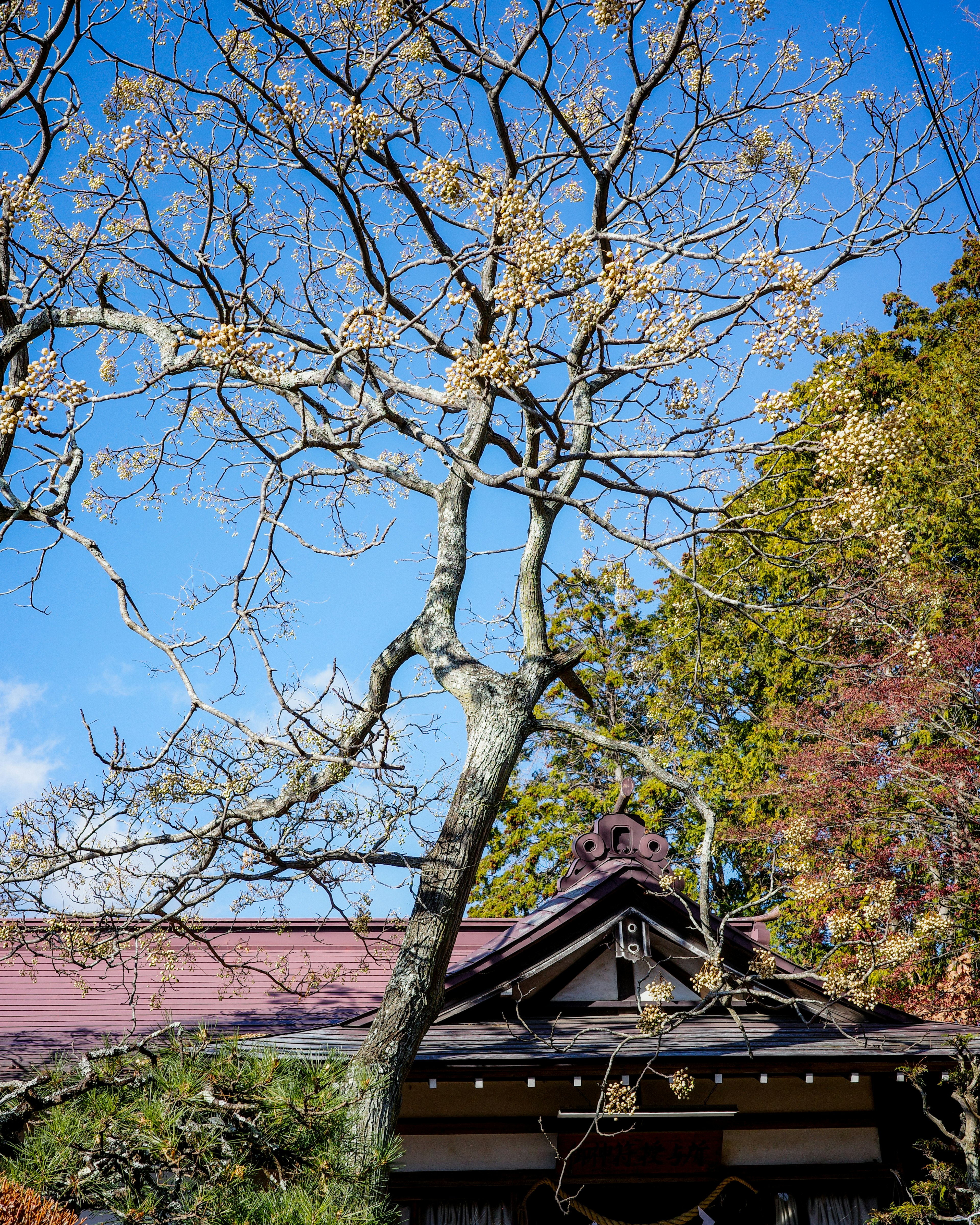 藍天下無葉樹和傳統建築