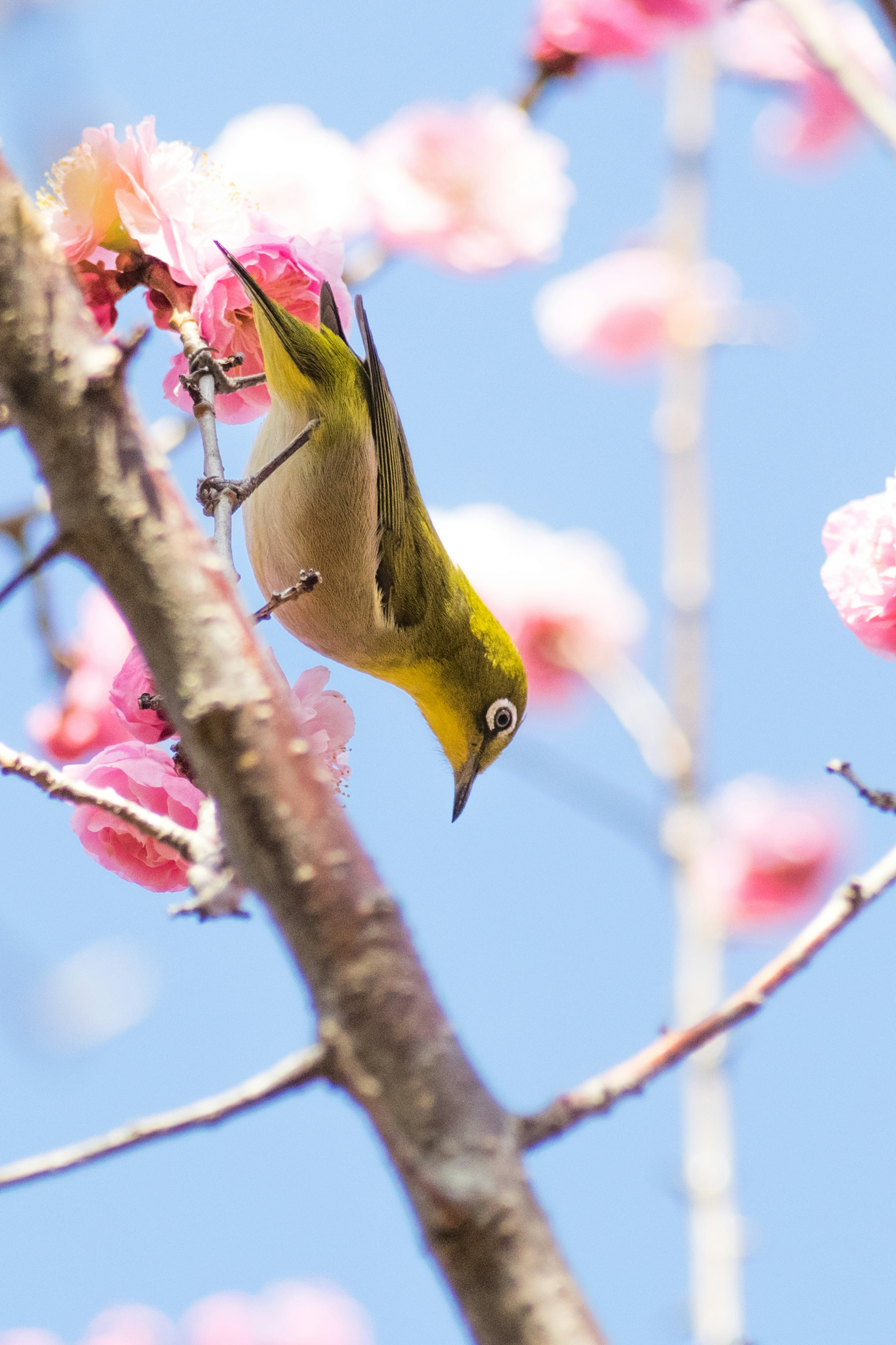 Kleiner Vogel, der auf Kirschblüten unter blauem Himmel sitzt