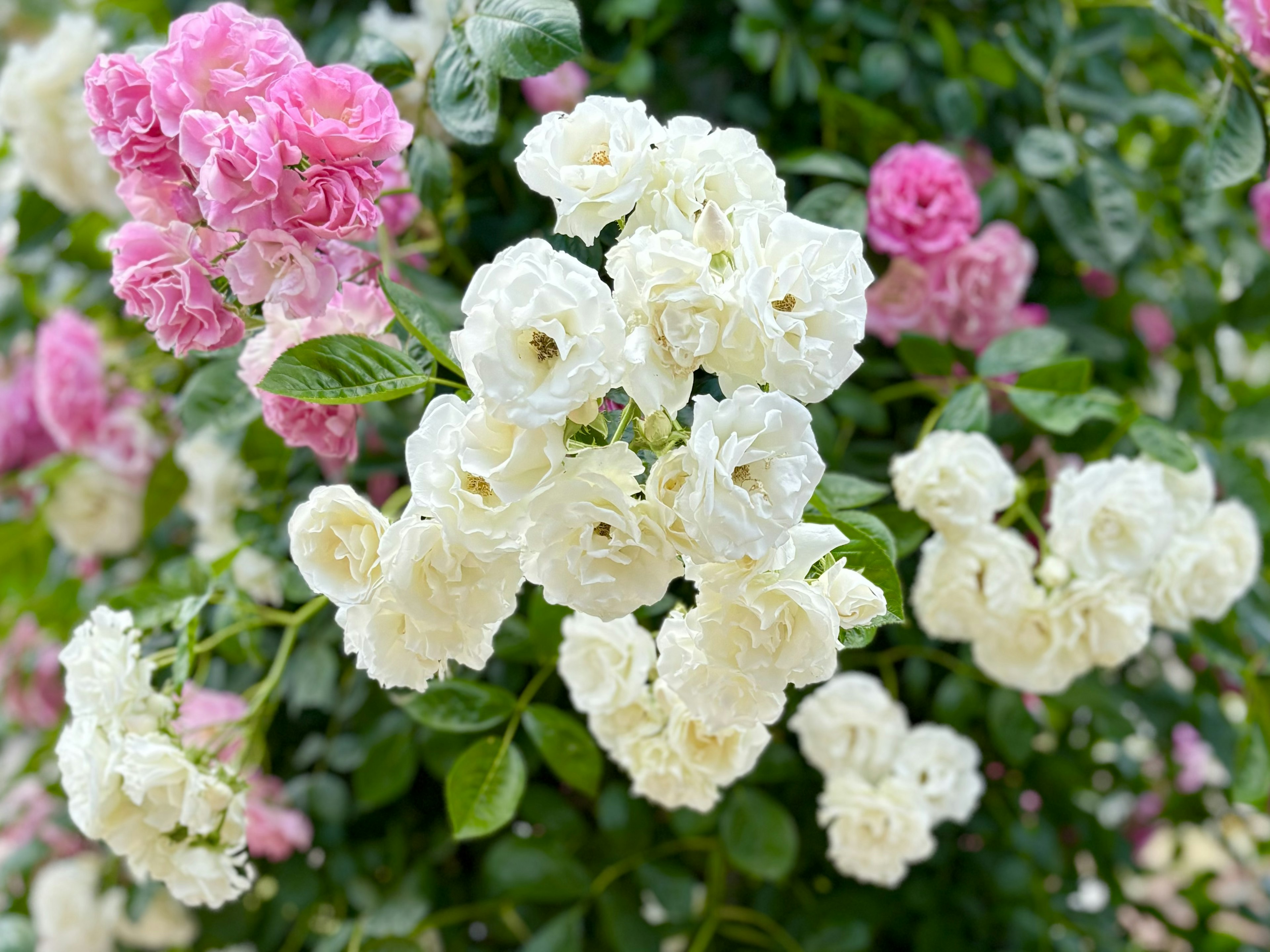 白いバラとピンクのバラが咲く花のブッシュ