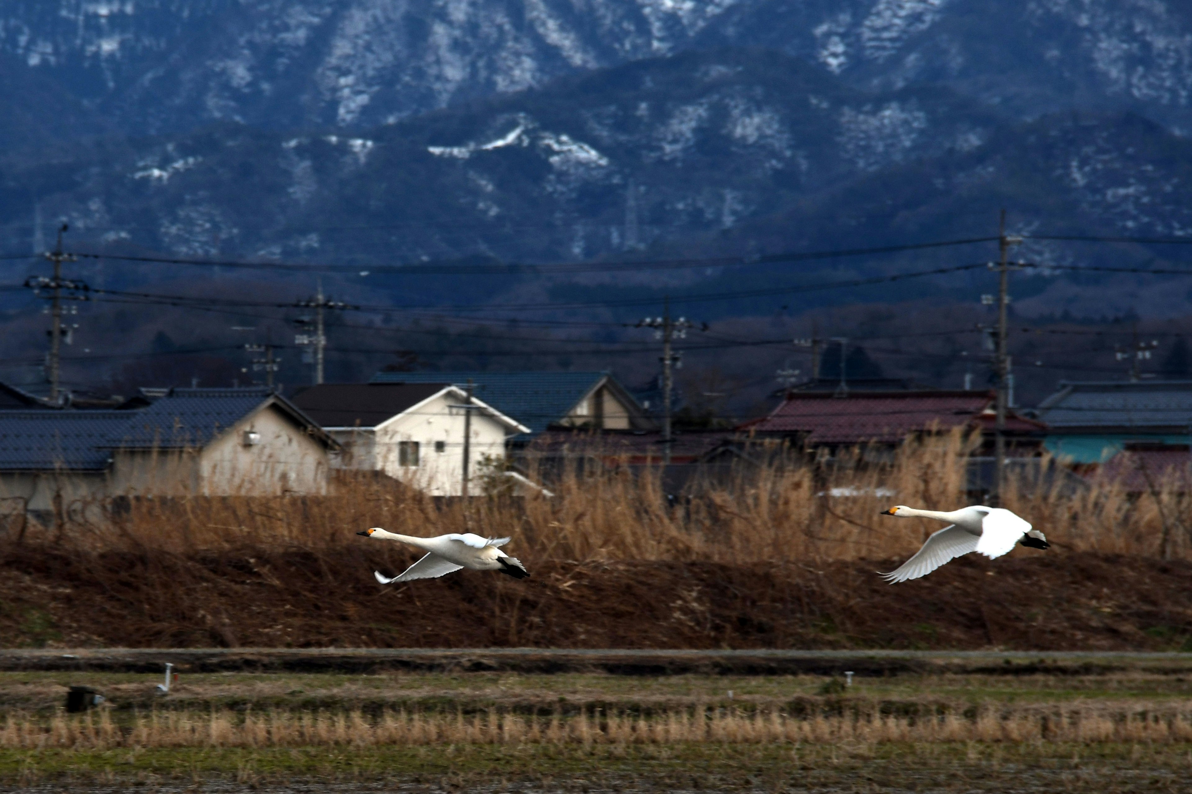 Cigni che volano su un paesaggio rurale con montagne innevate