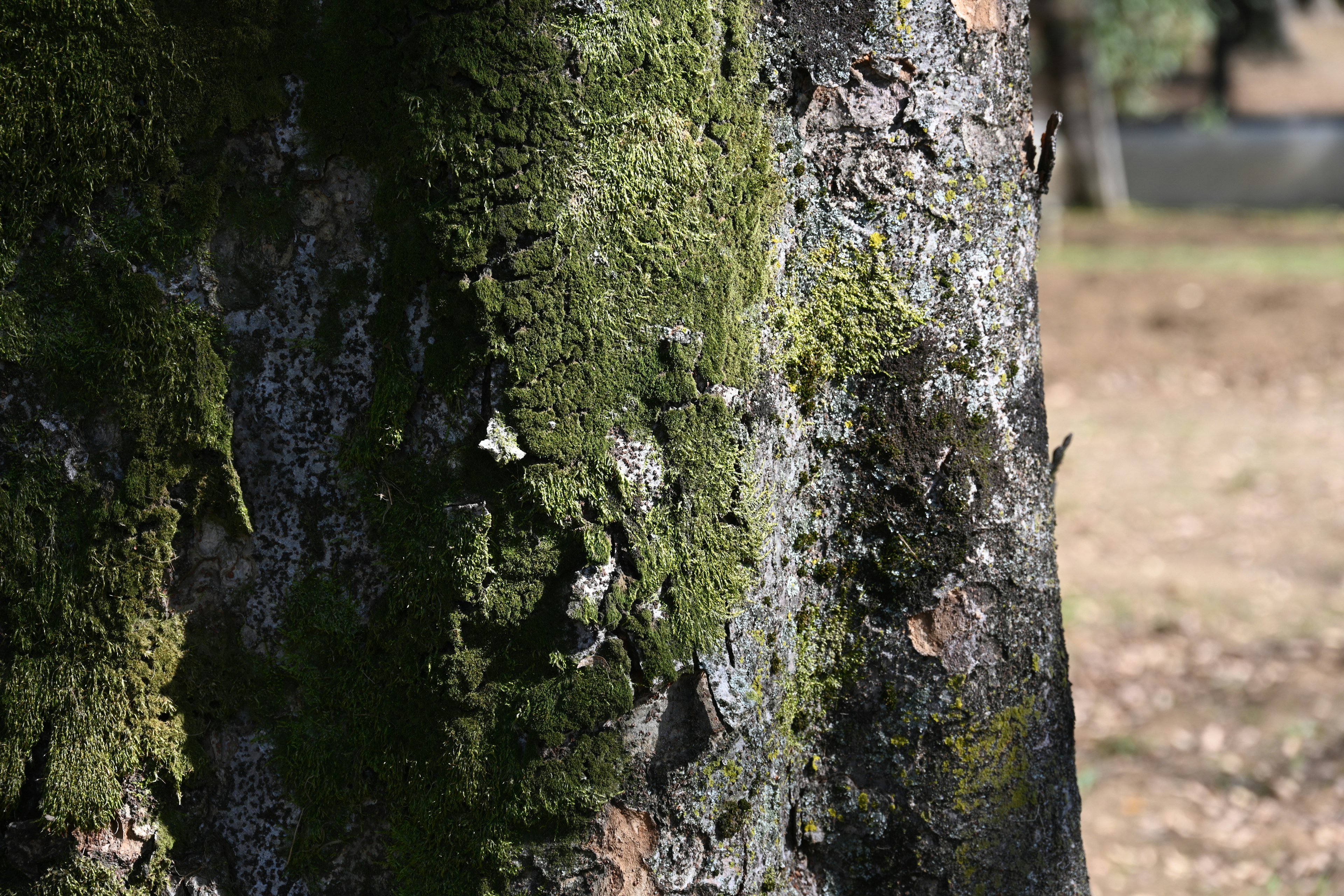 Acercamiento de un tronco de árbol cubierto de musgo mostrando texturas y colores naturales