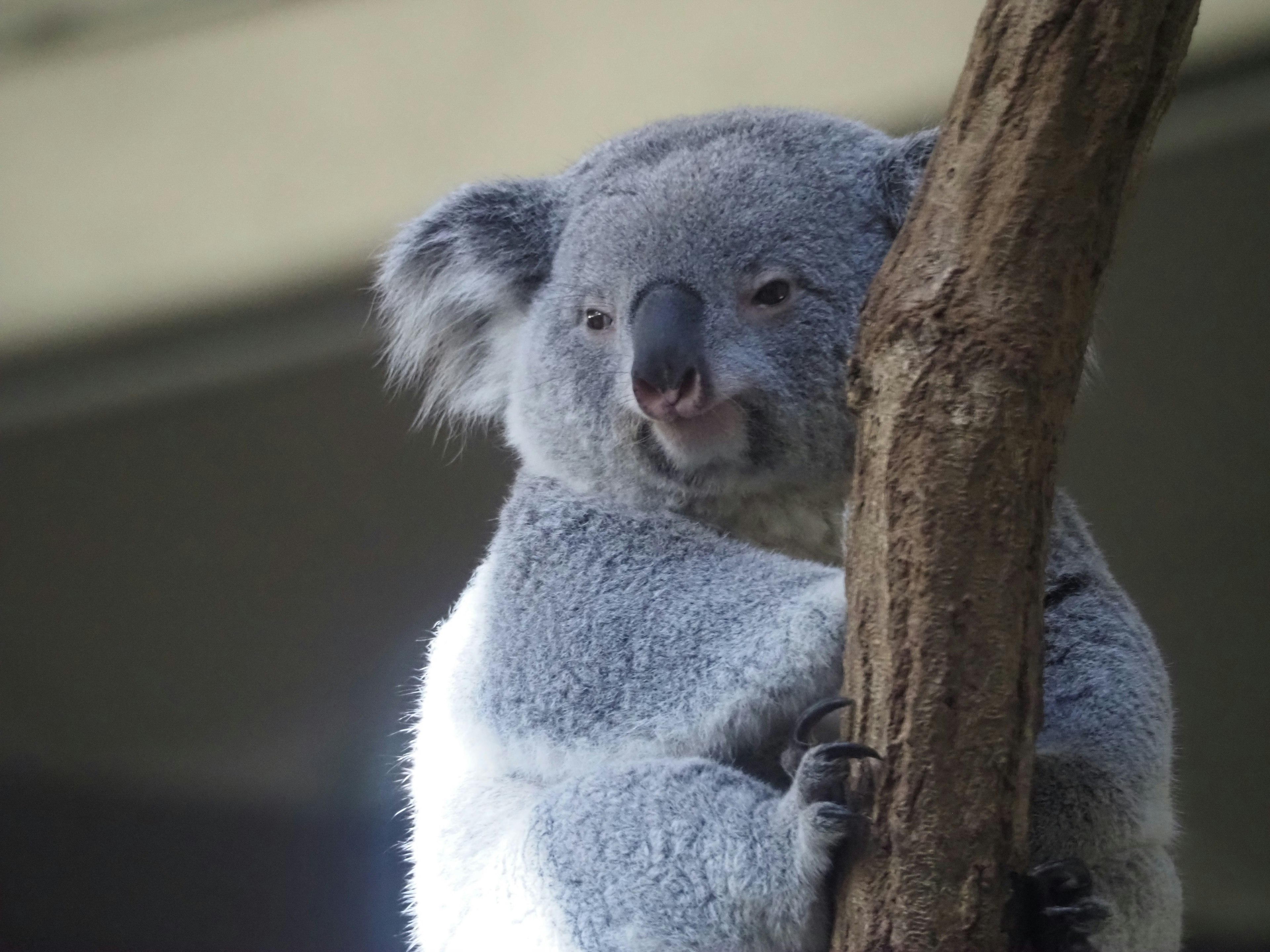 Nahaufnahme eines Koalas, der an einem Baum ruht