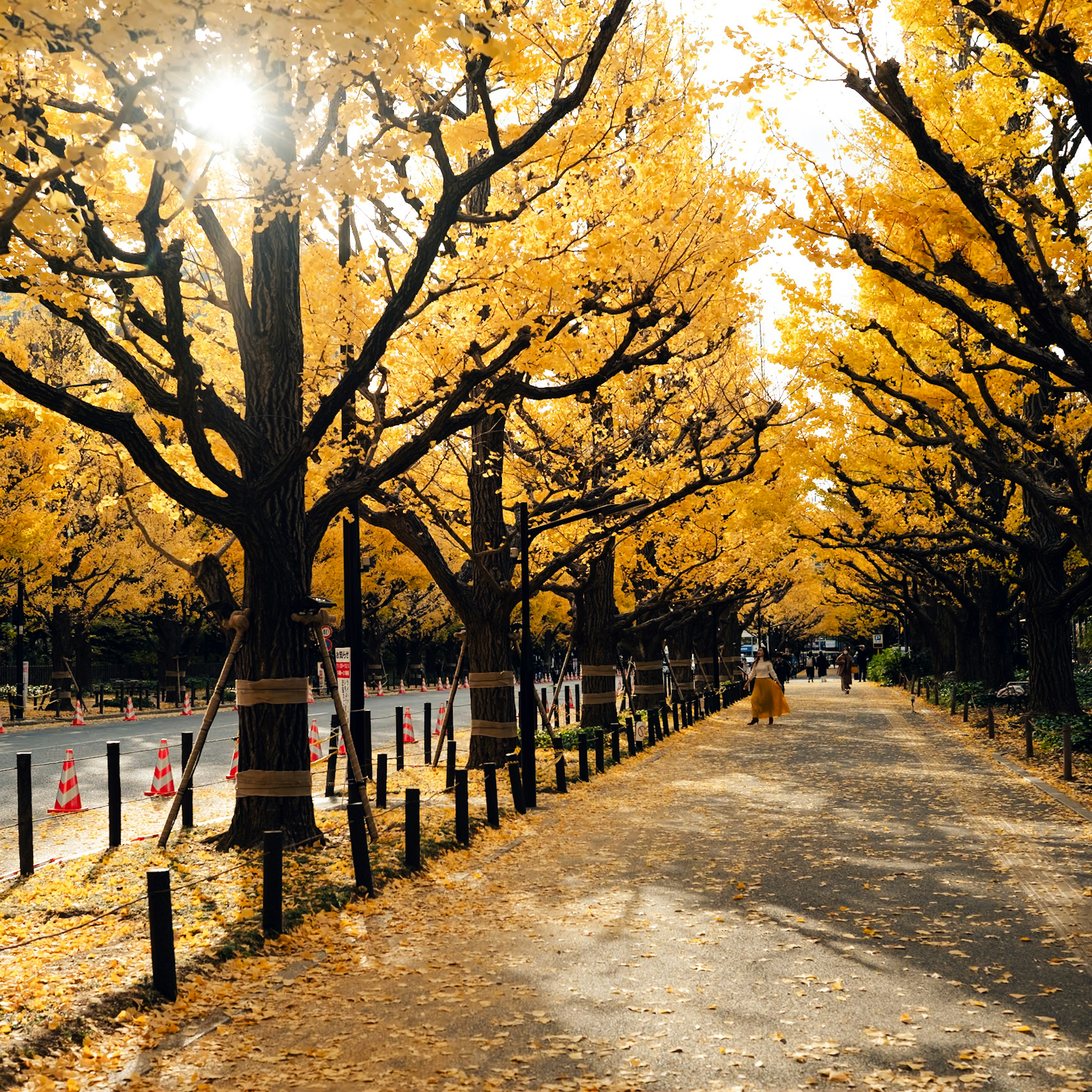 Sendero bordeado de árboles ginkgo en otoño con hojas amarillas caídas