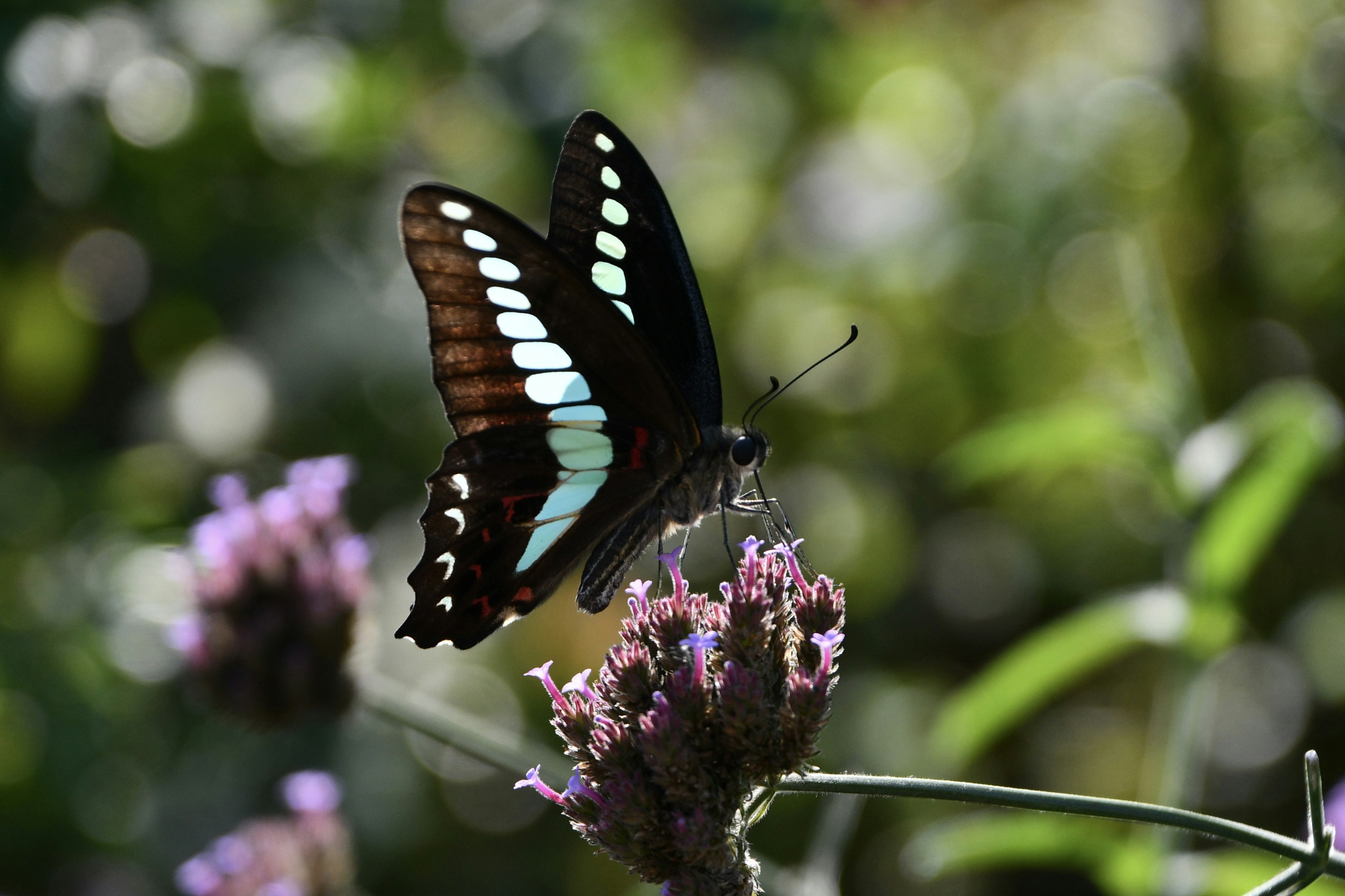 青い模様のある黒い蝶が紫の花に止まっている