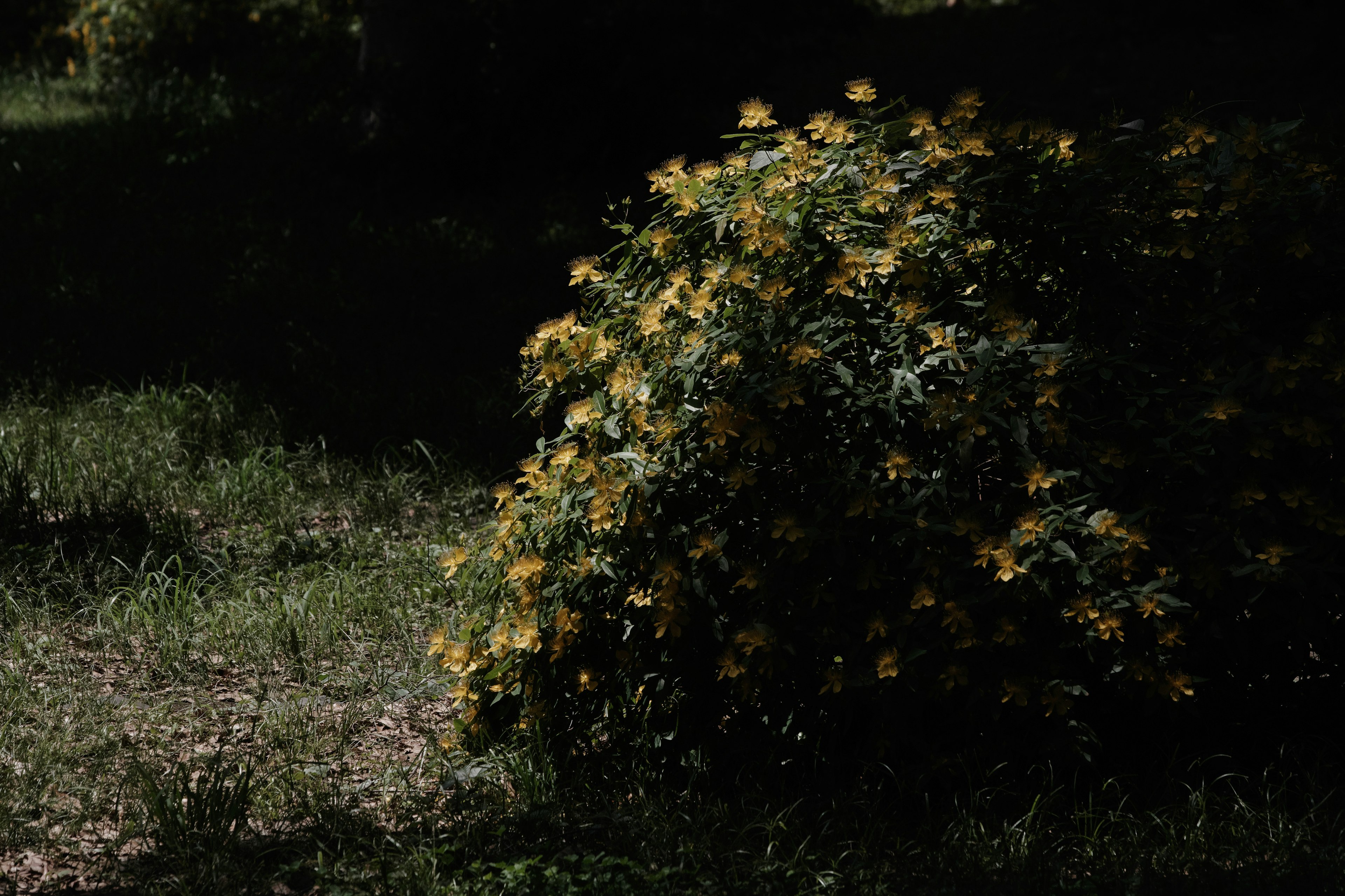 Ein niedriger Strauch mit gelben Blumen vor einem dunklen Hintergrund