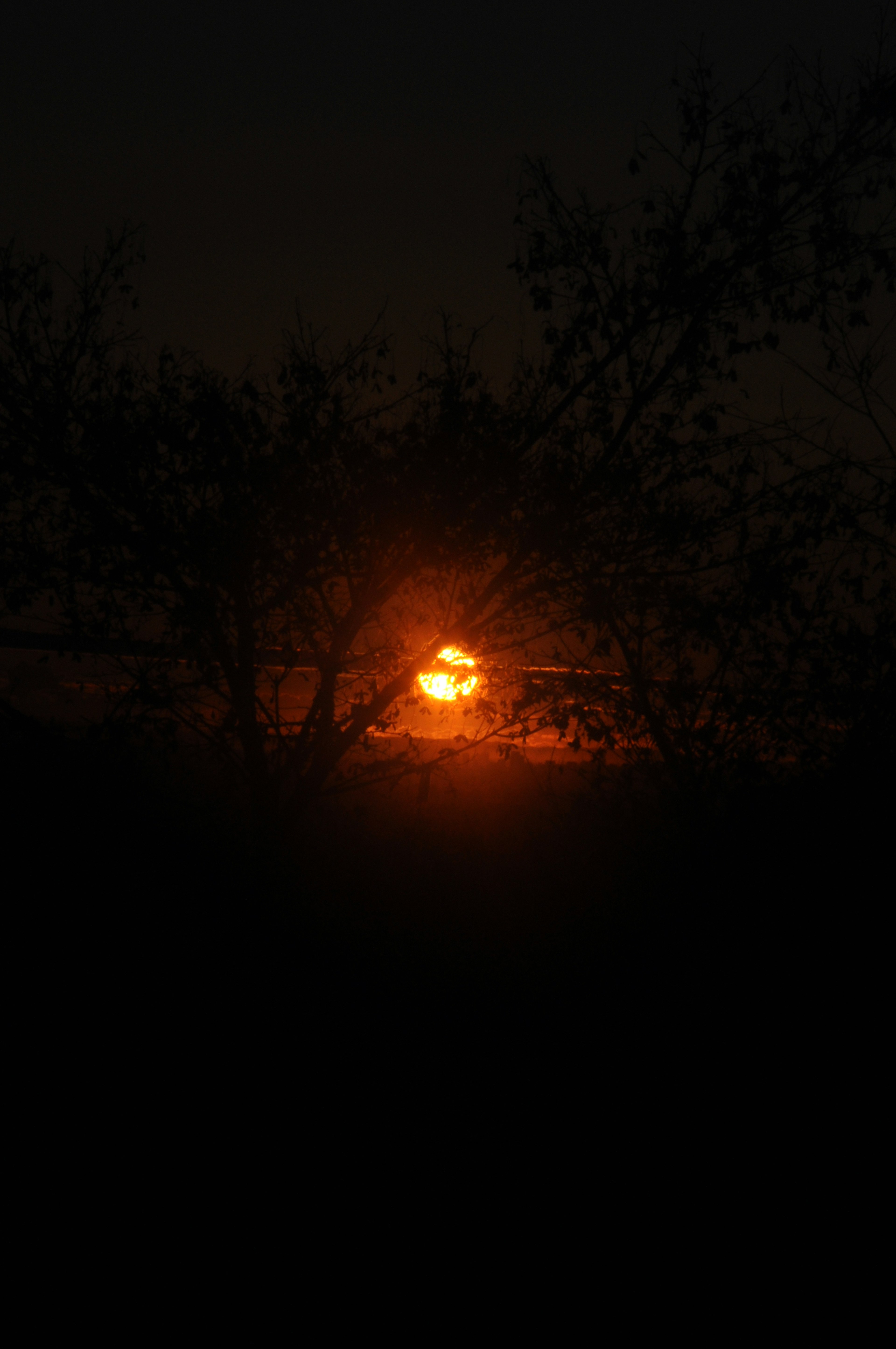 Tramonto visibile attraverso le silhouette degli alberi