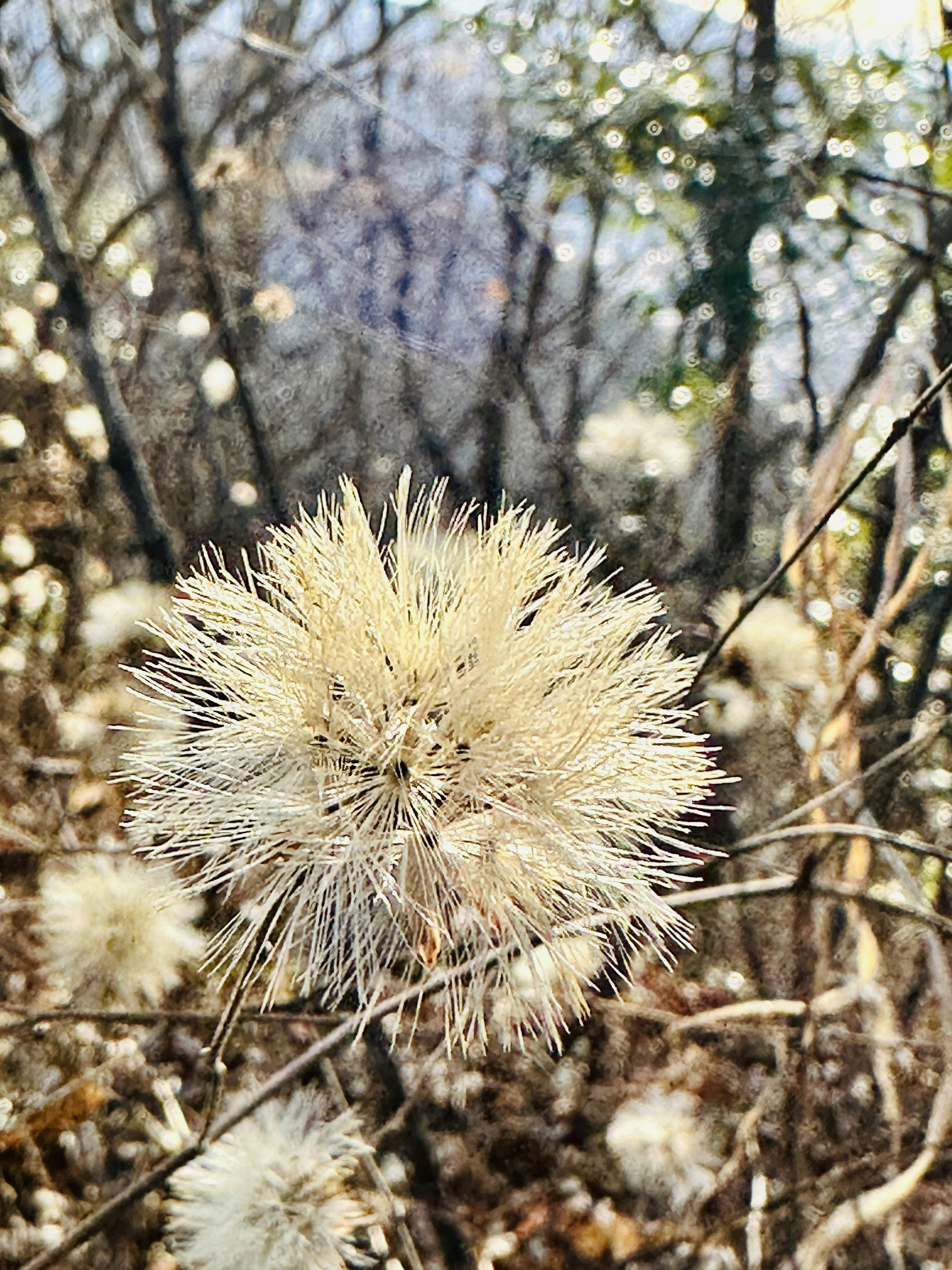 白い花のような植物が茂る森の中の風景