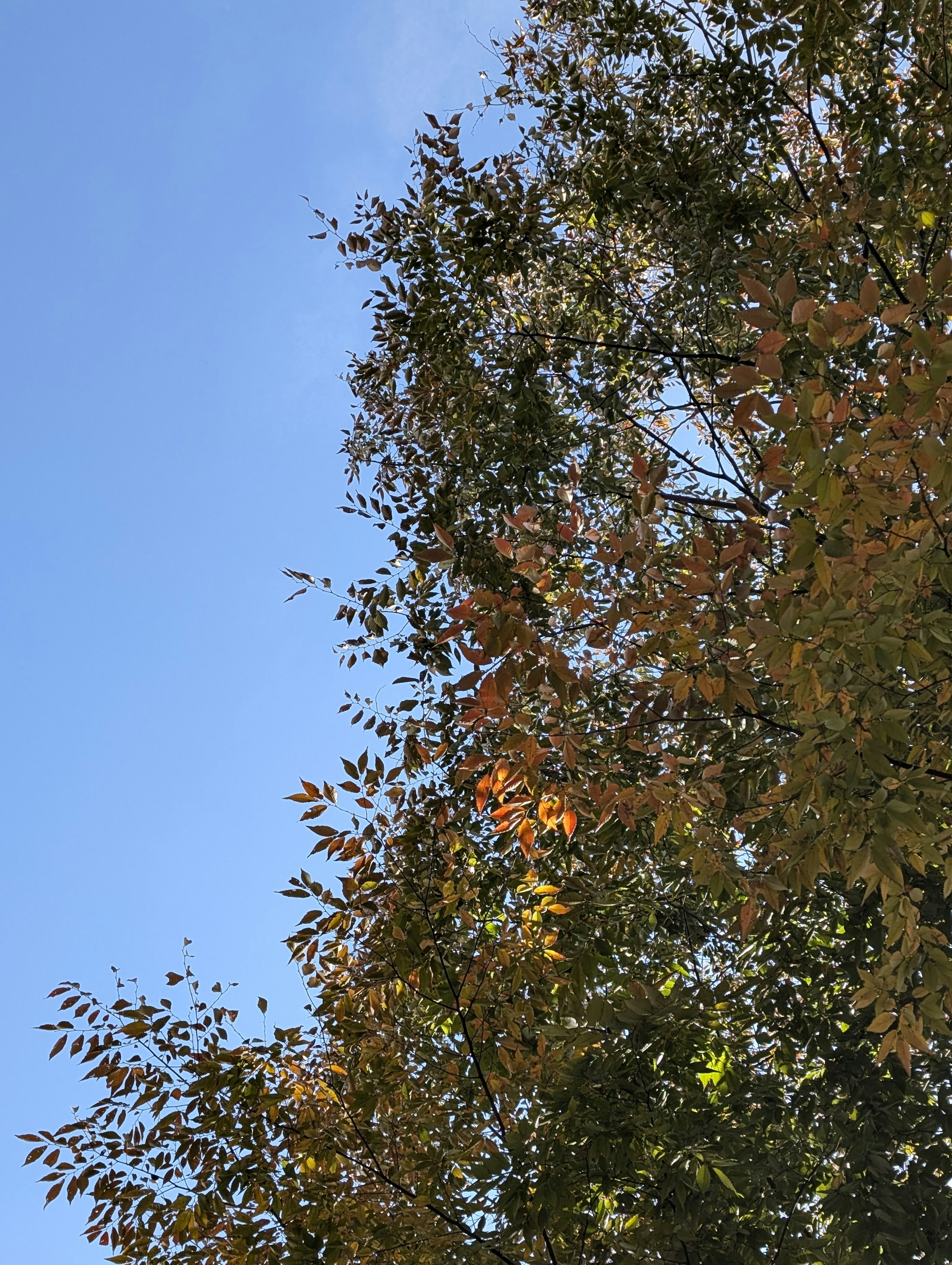 Upper part of a tree with colorful leaves under a blue sky