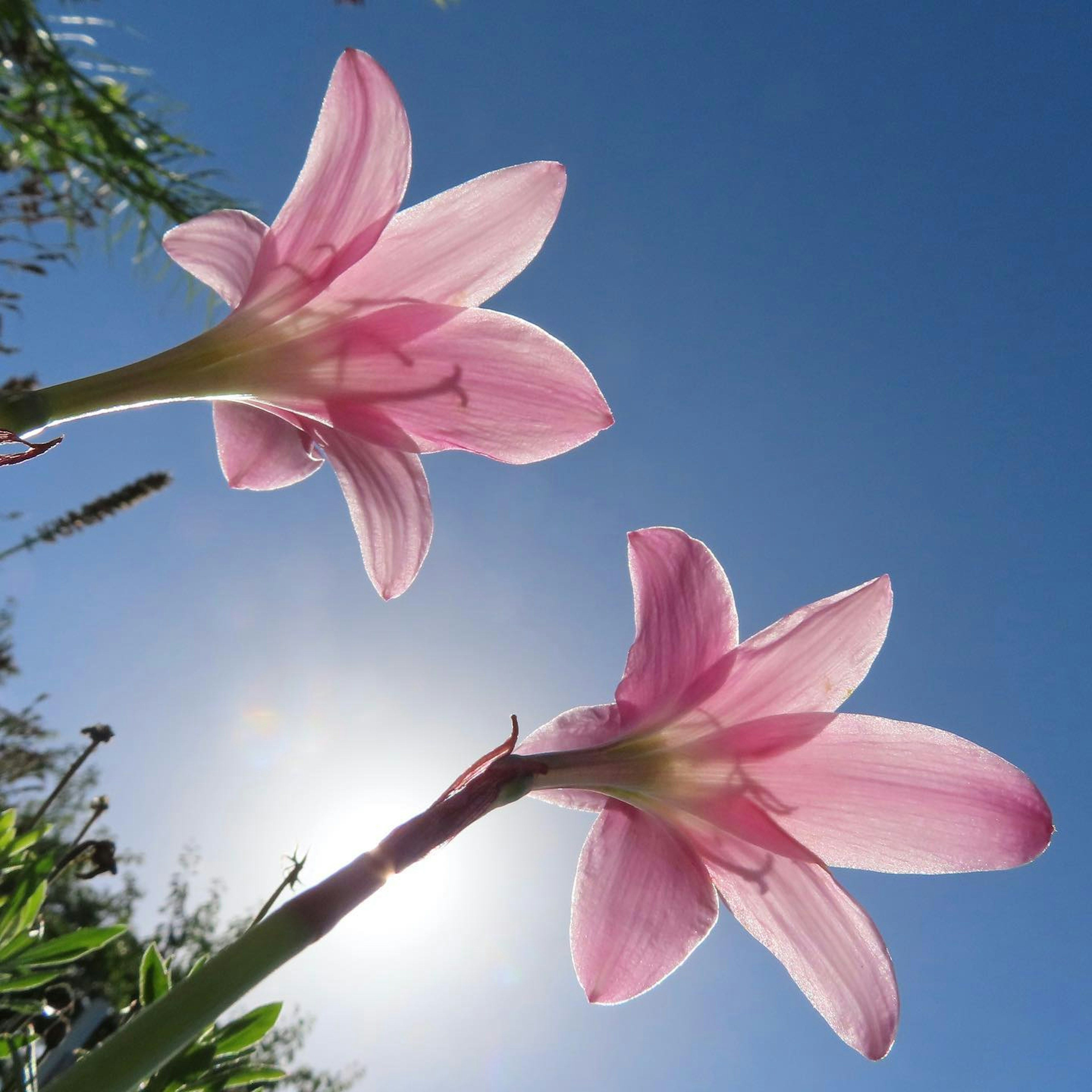 Dos flores rosas floreciendo bajo un cielo azul