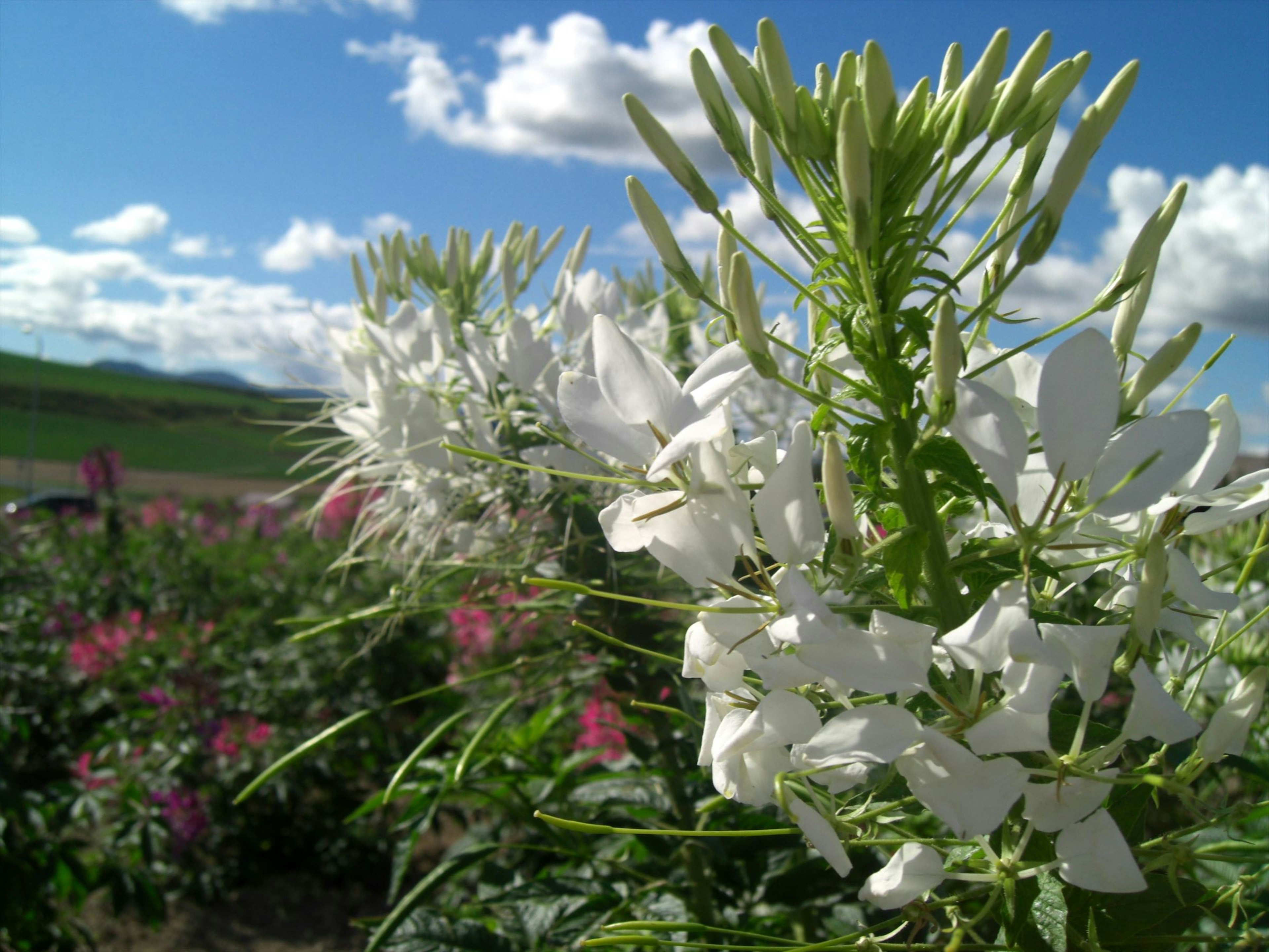 Feld mit weißen Blumen unter blauem Himmel und fluffigen Wolken