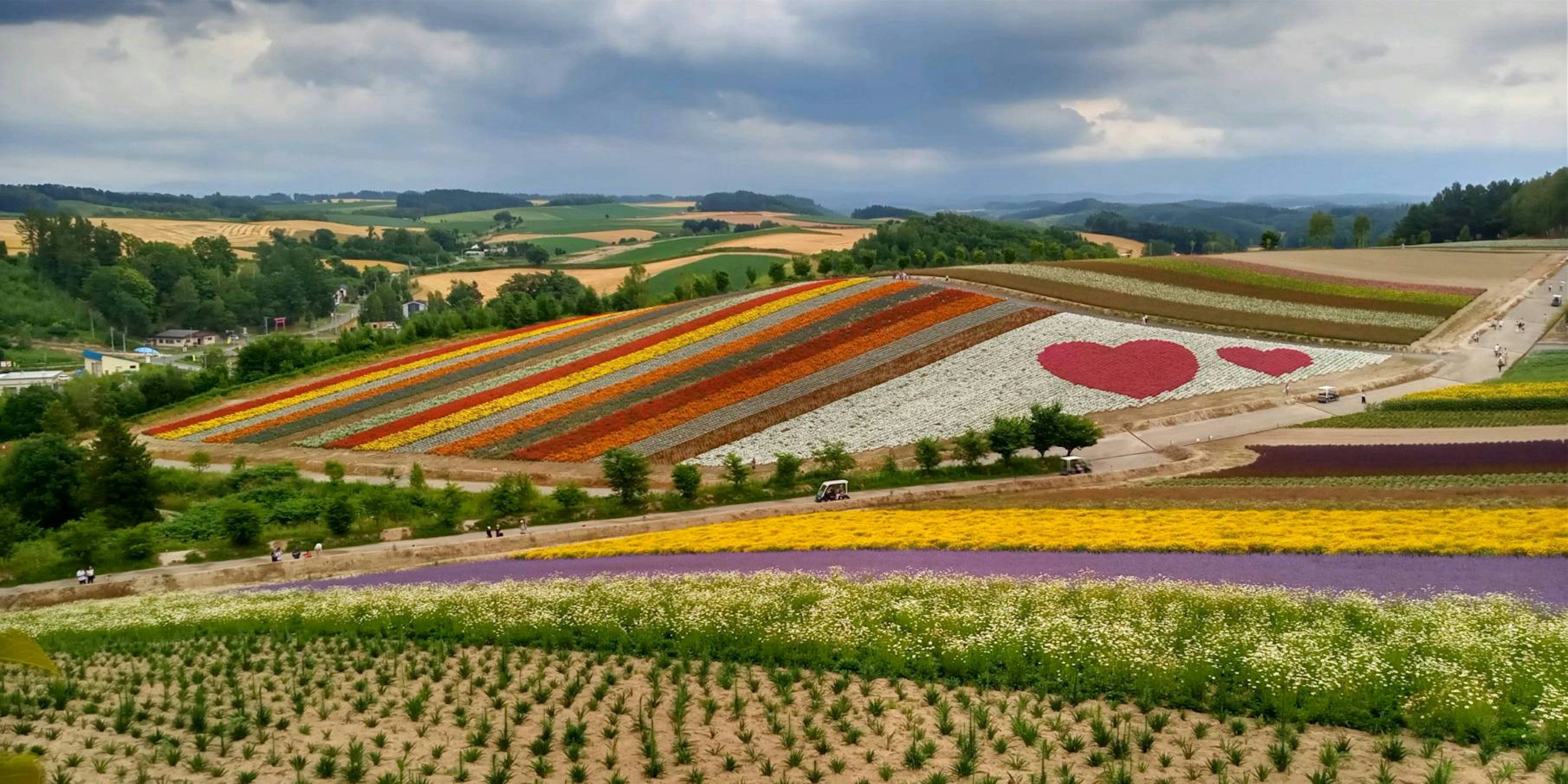 色とりどりの花畑が広がる風景にハート型の花が特徴的