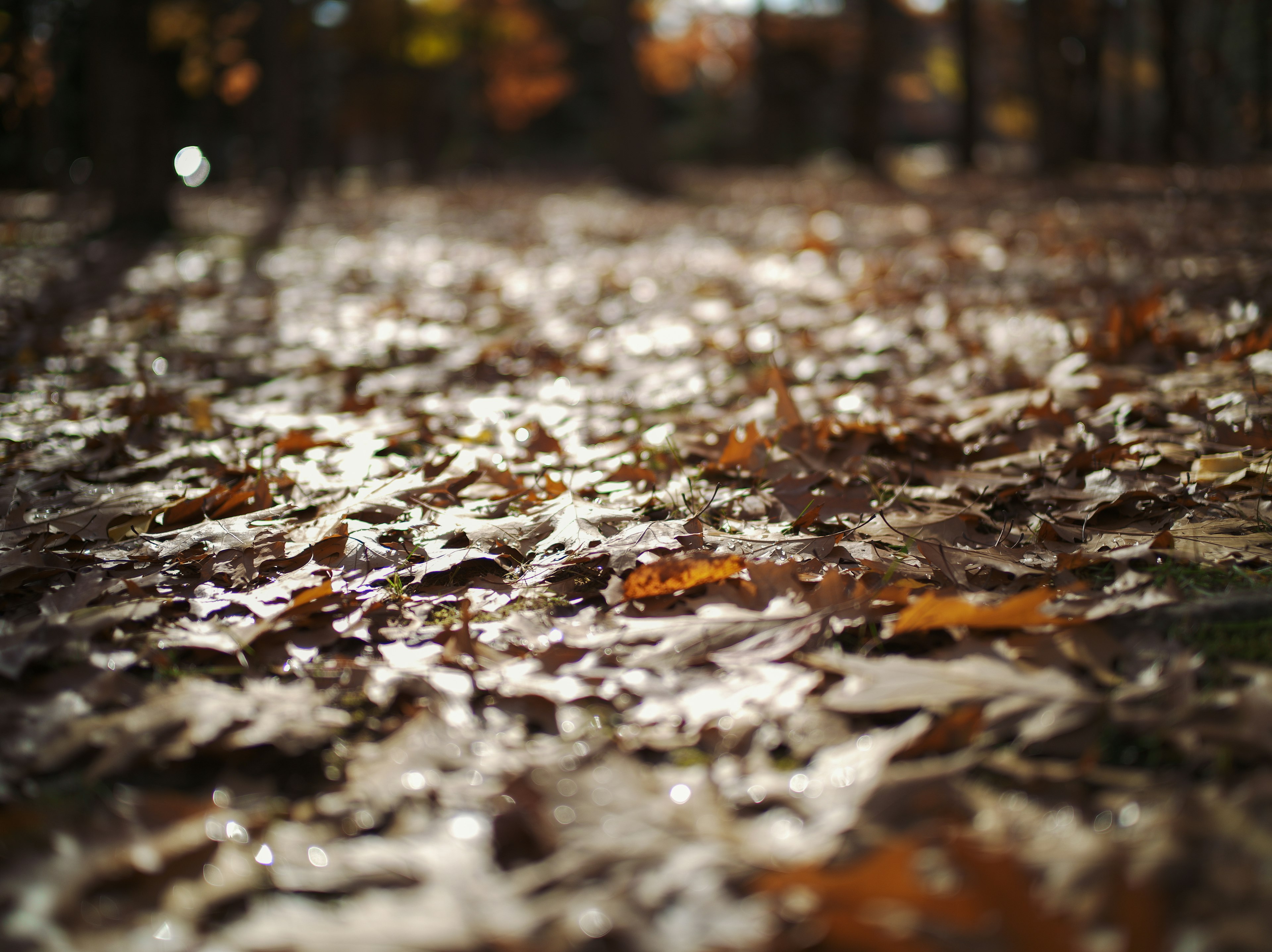 Eine malerische Ansicht von Herbstblättern, die einen Weg bedecken