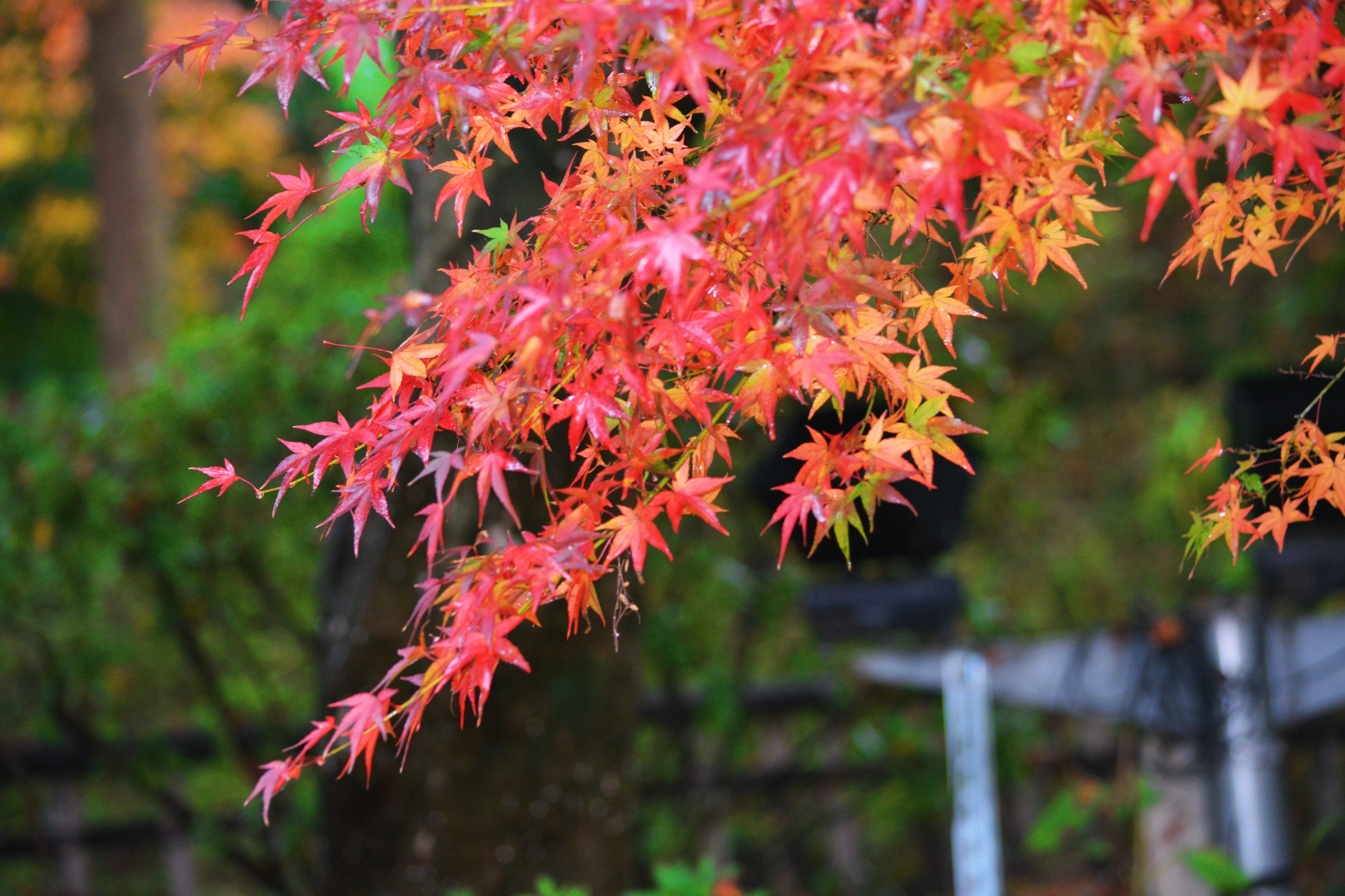 Daun maple merah cerah bergetar di angin dalam pemandangan musim gugur yang indah