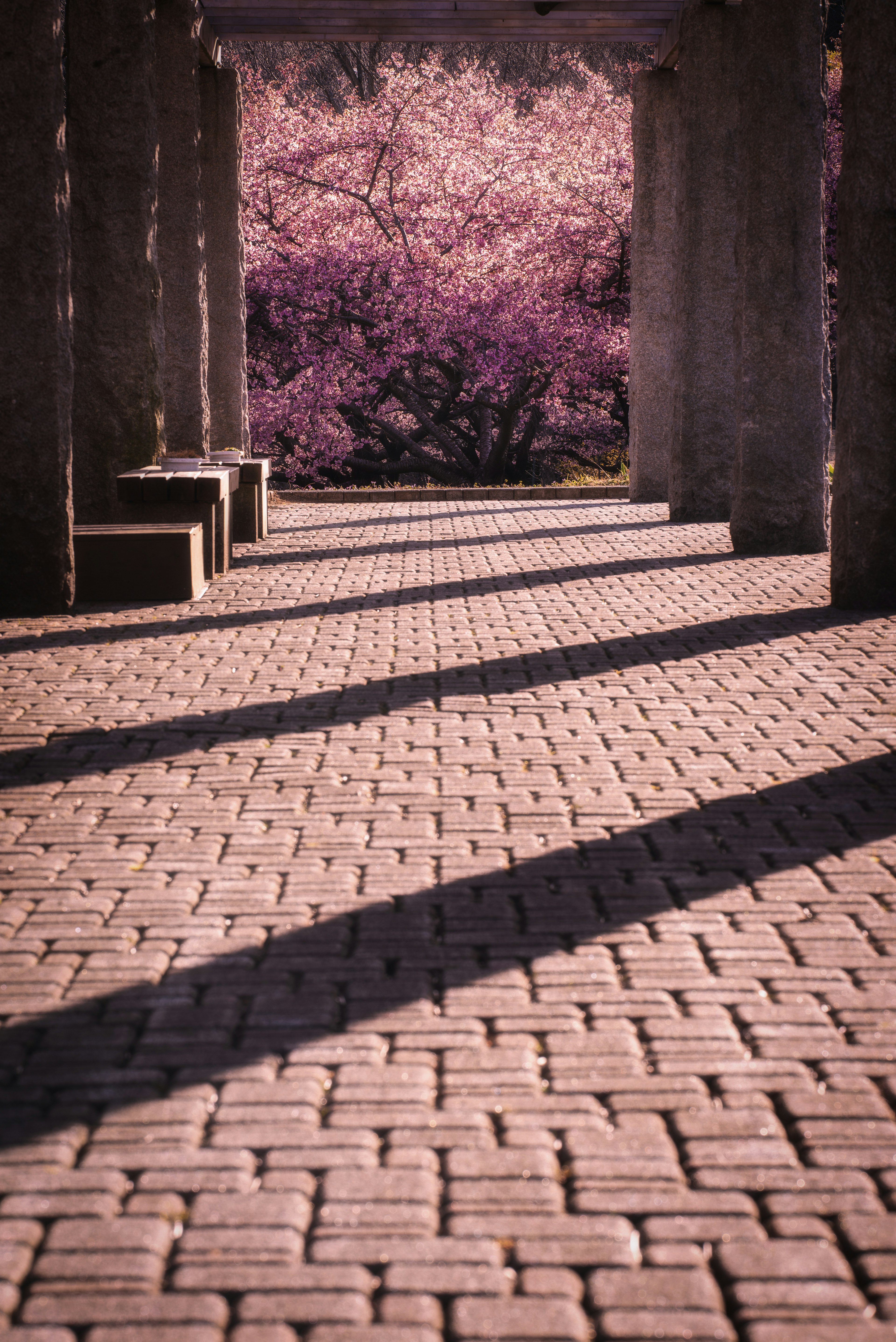 Chemin en pavés avec des ombres et un fond de fleurs violettes en fleurs