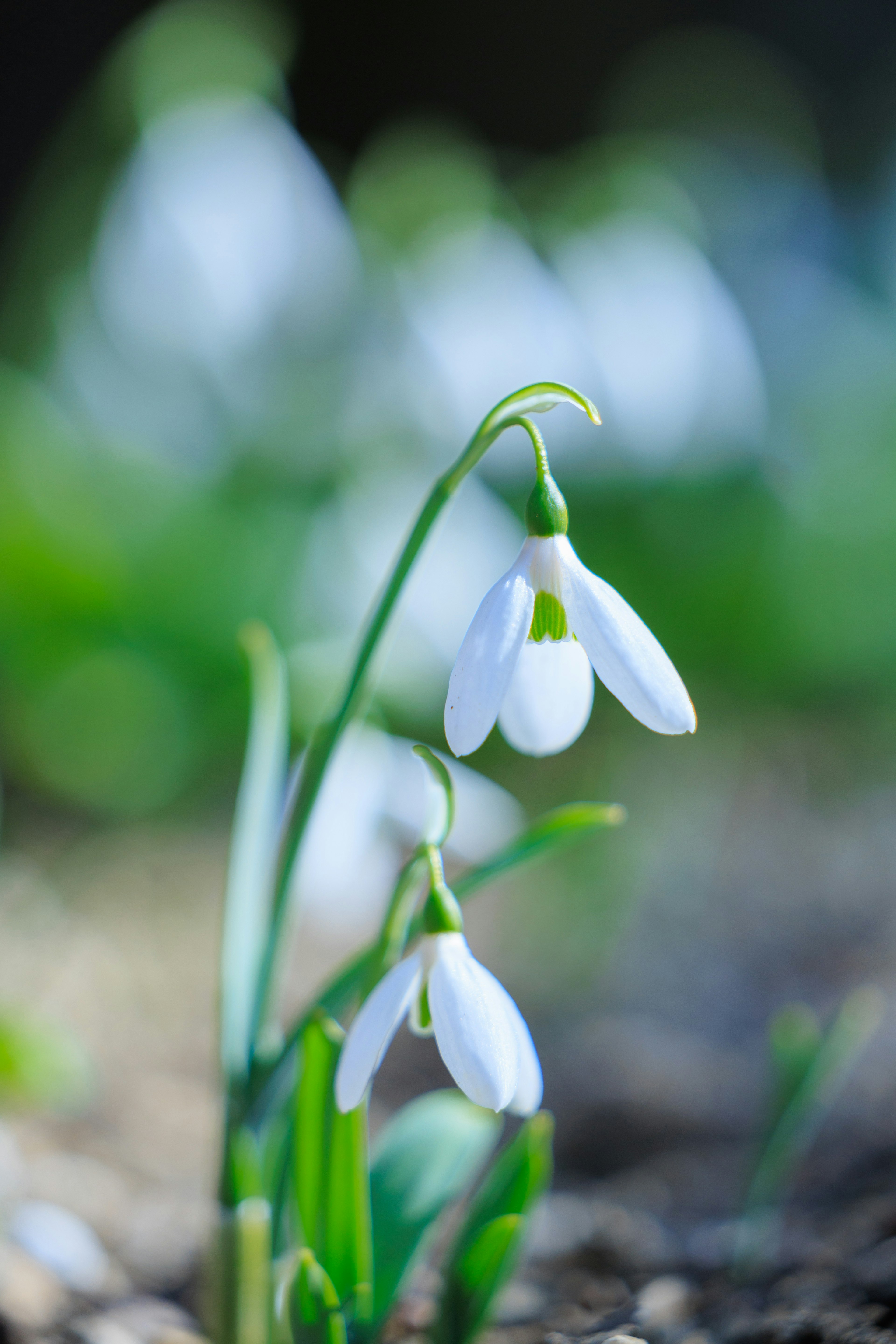 Close-up of delicate snowdrop flowers with white petals and green leaves