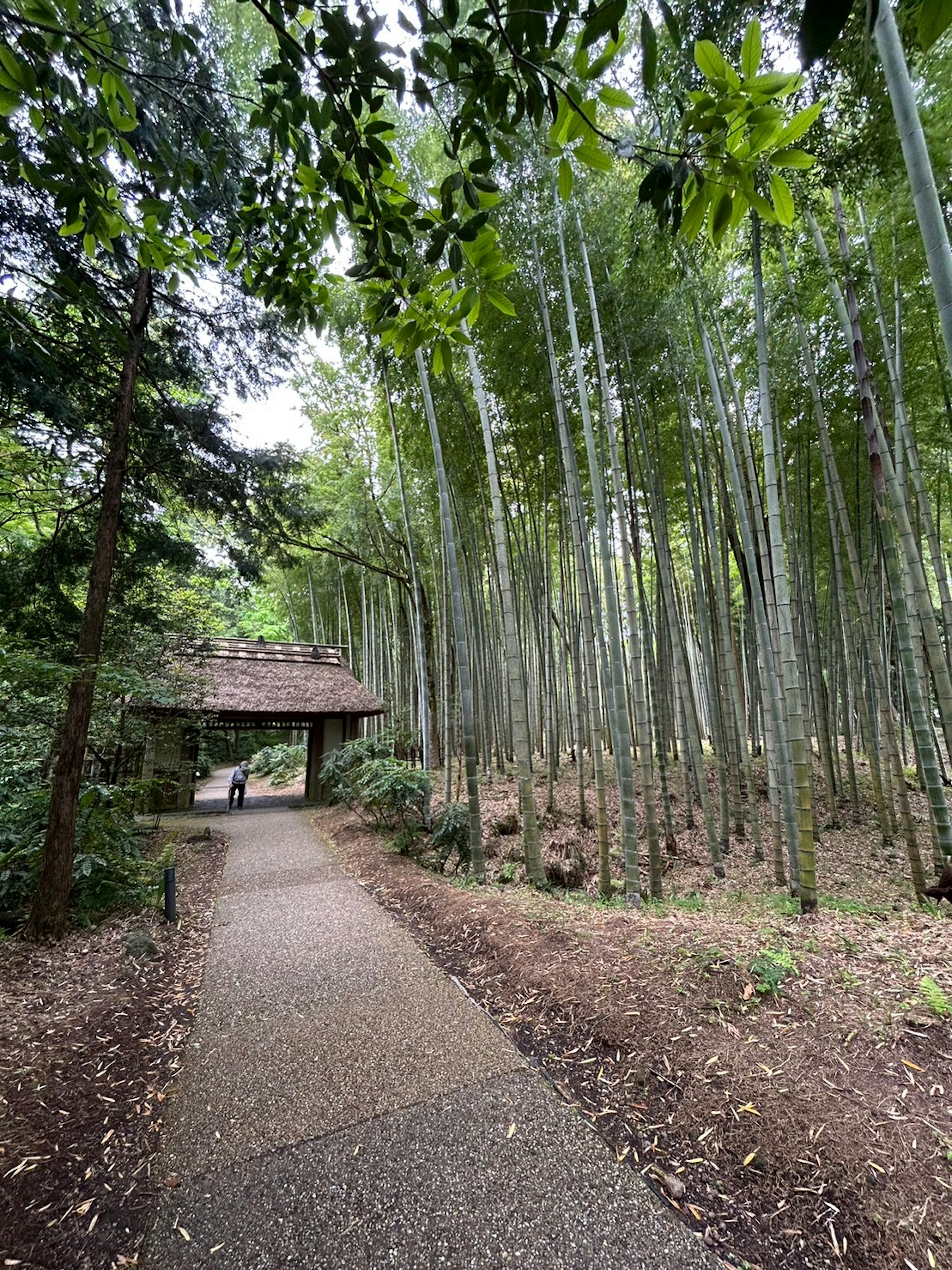 竹林の小道と屋根付きの休憩所がある風景