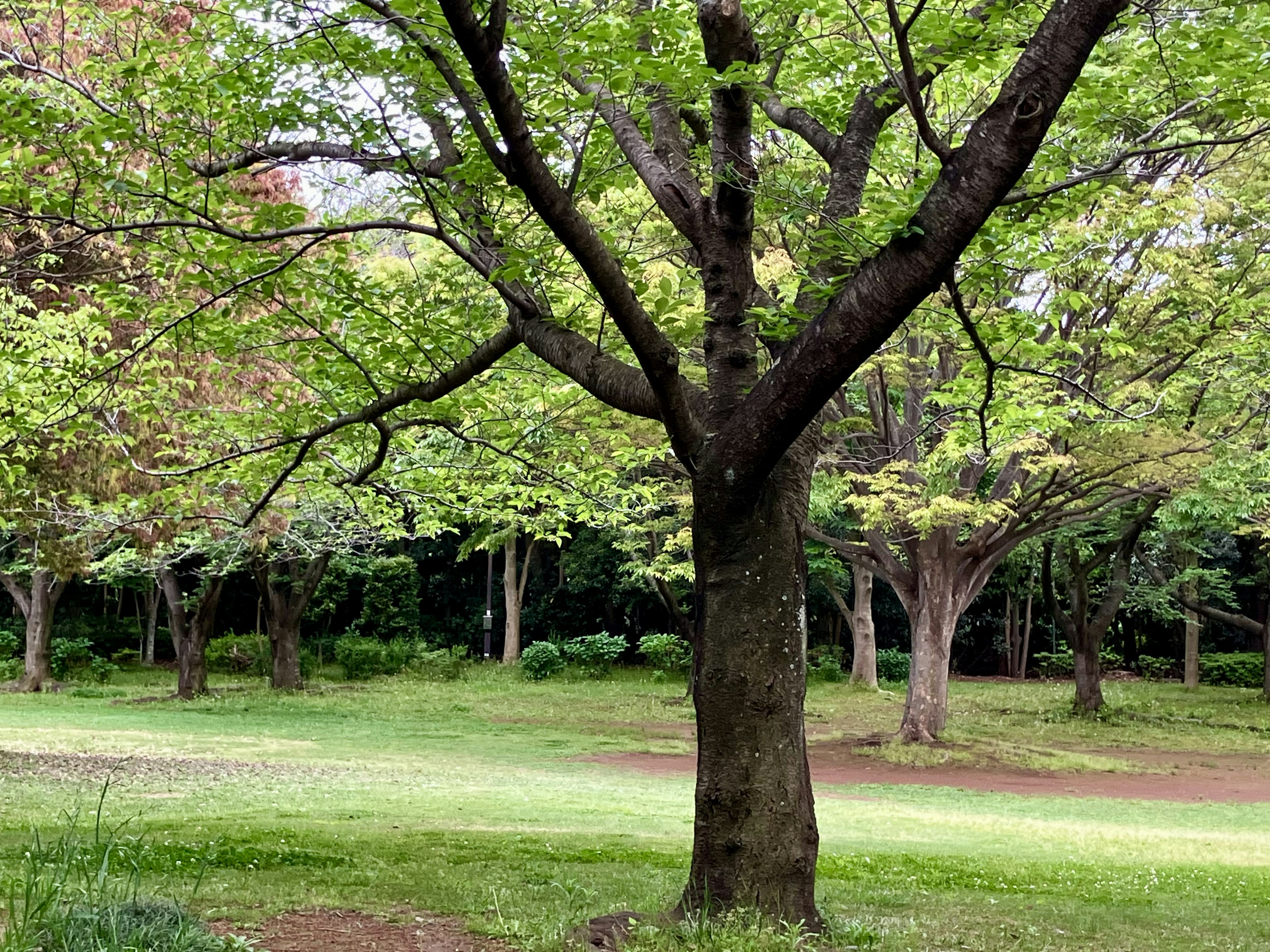 緑豊かな公園に立つ大きな木と周囲の自然