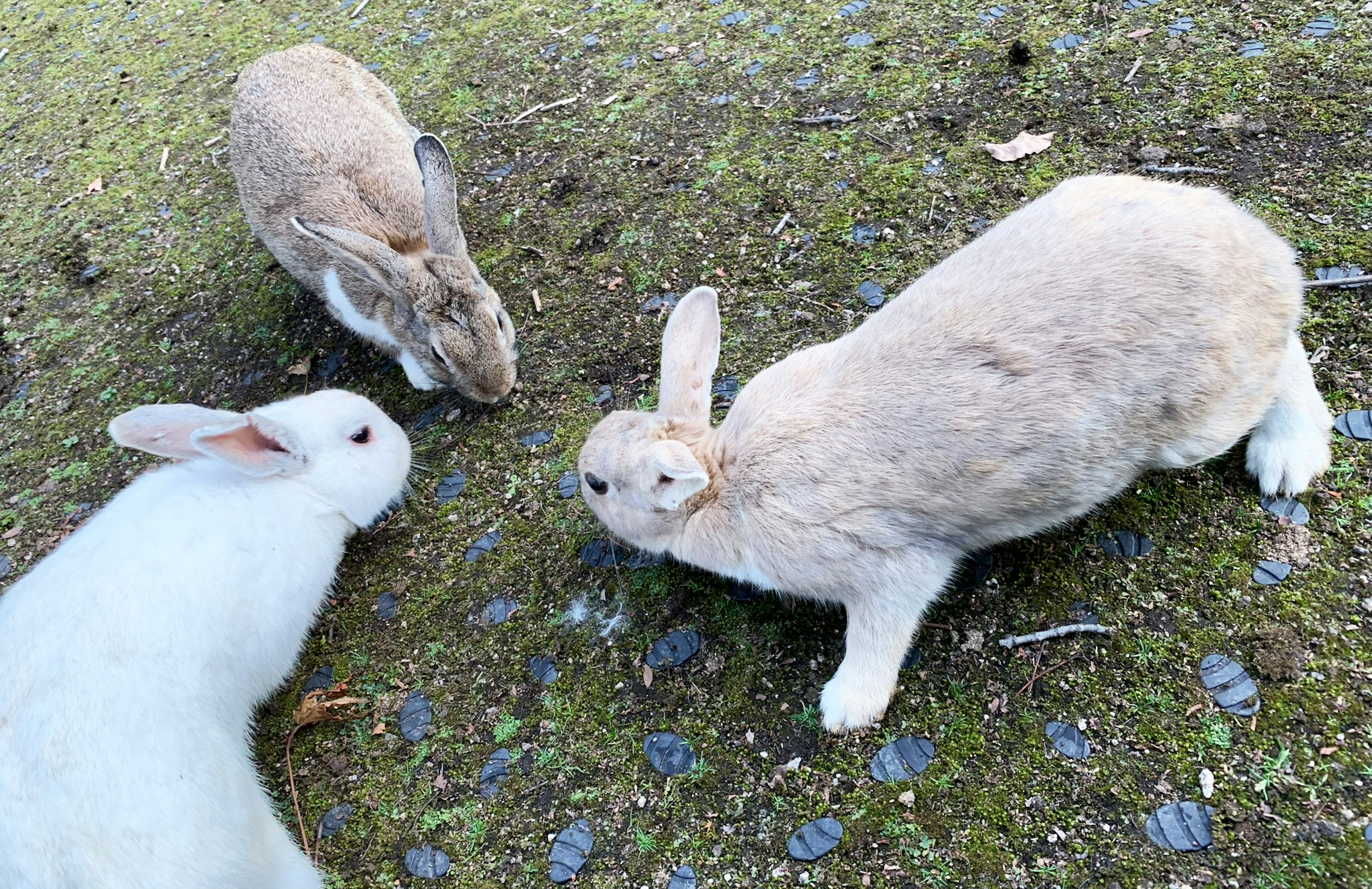 Tres conejos interactuando en el suelo