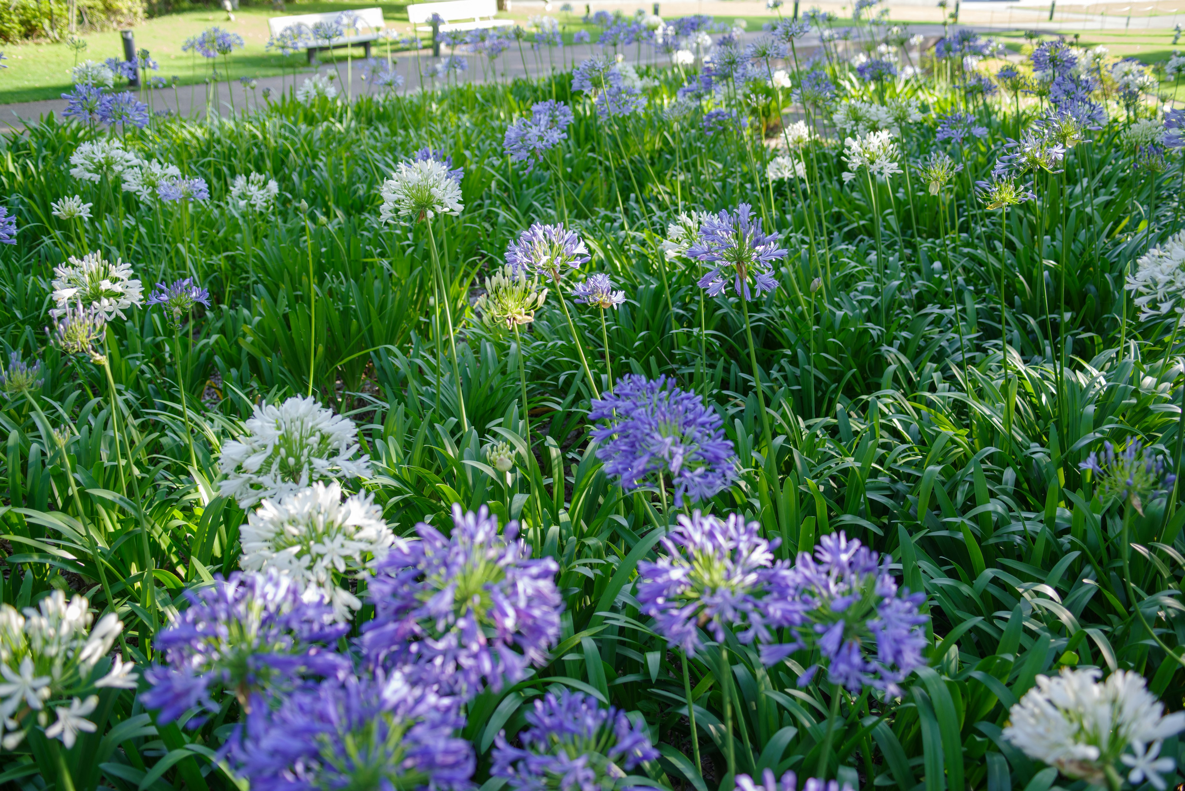 紫と白の花が咲く緑豊かな公園の風景