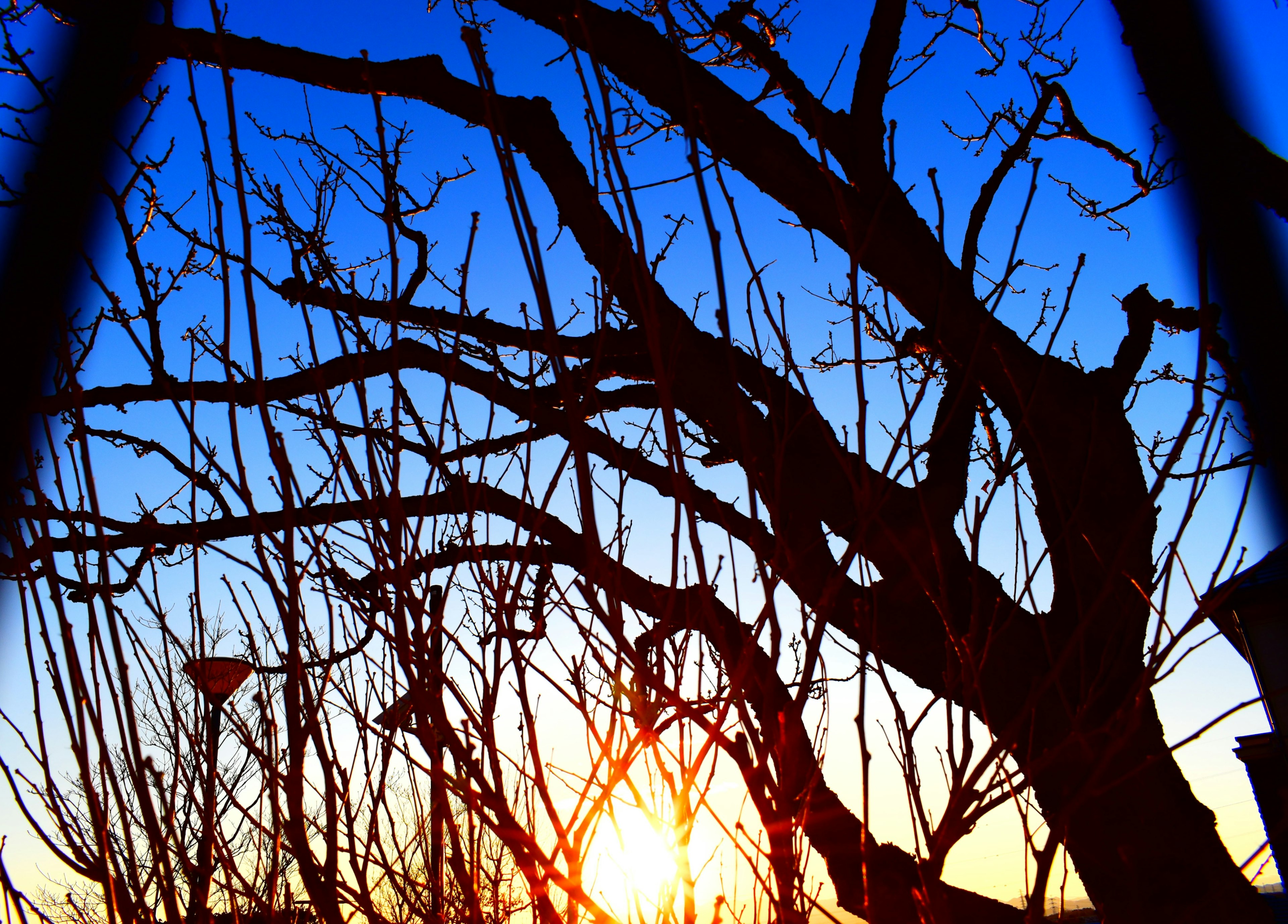 Silhouette de branches d'arbre nues contre un ciel au coucher du soleil