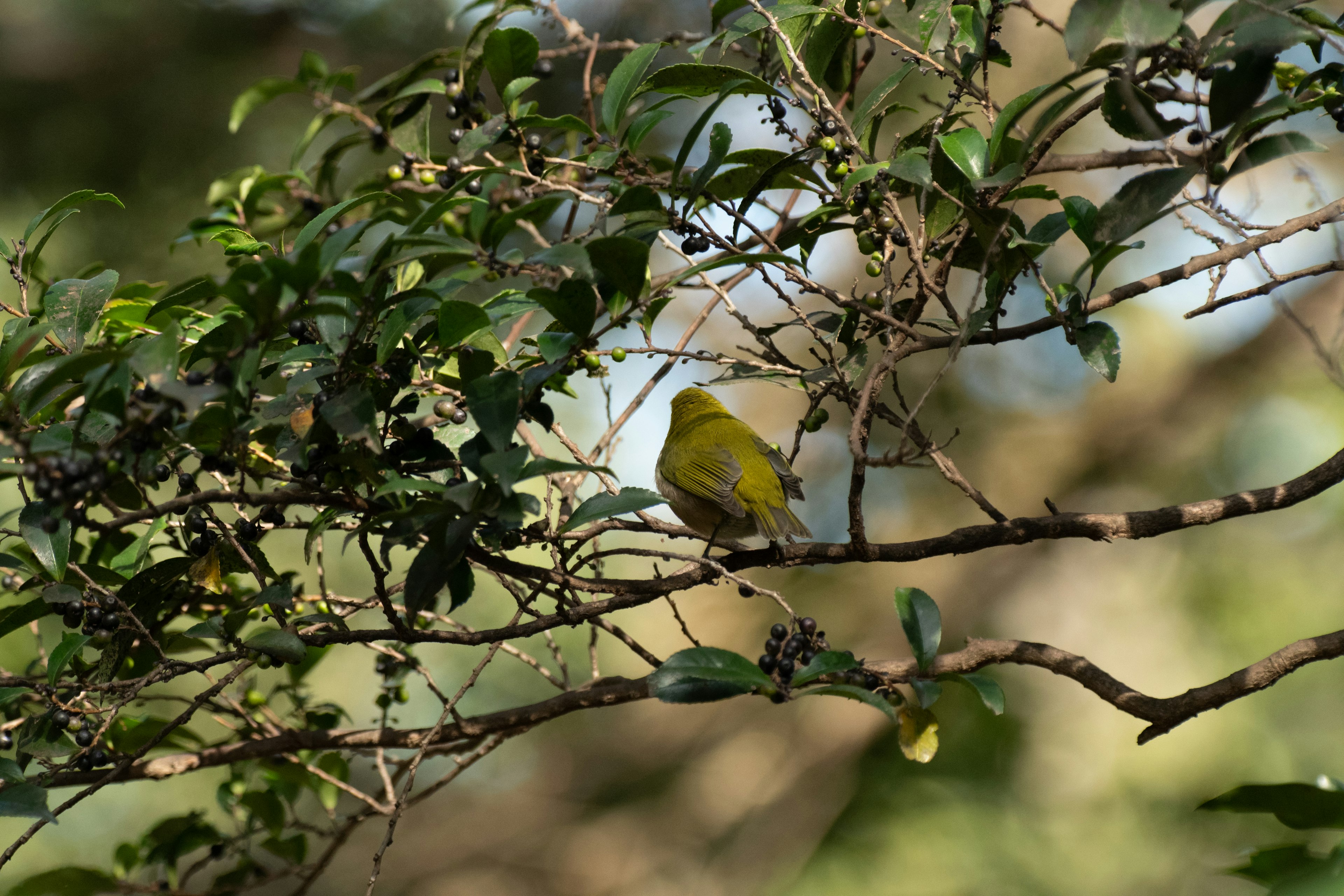 Ein gelber Vogel sitzt auf einem Ast umgeben von grünen Blättern