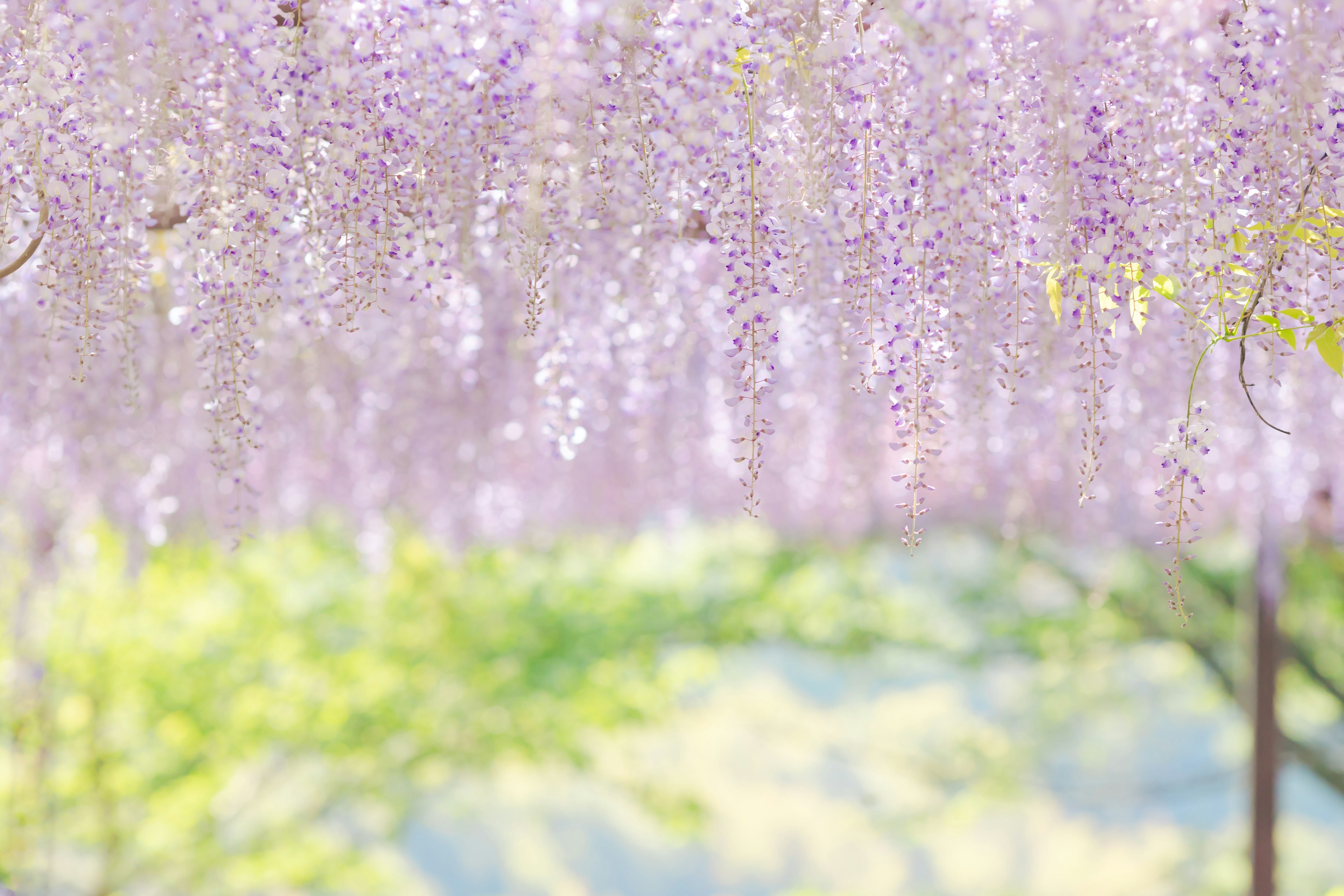 Hermosa escena de flores de glicinia moradas colgantes