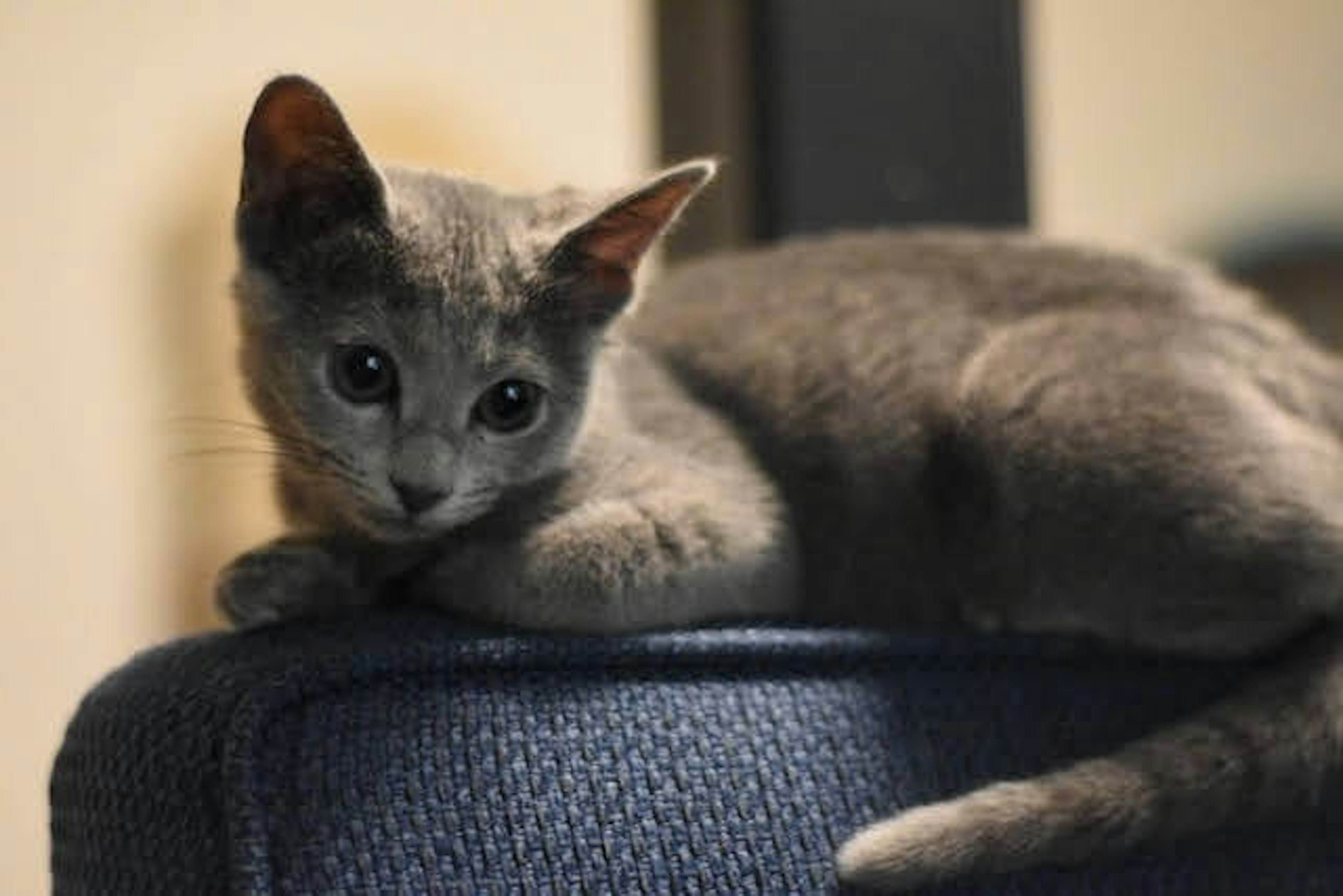 Gatito gris relajándose en un sofá