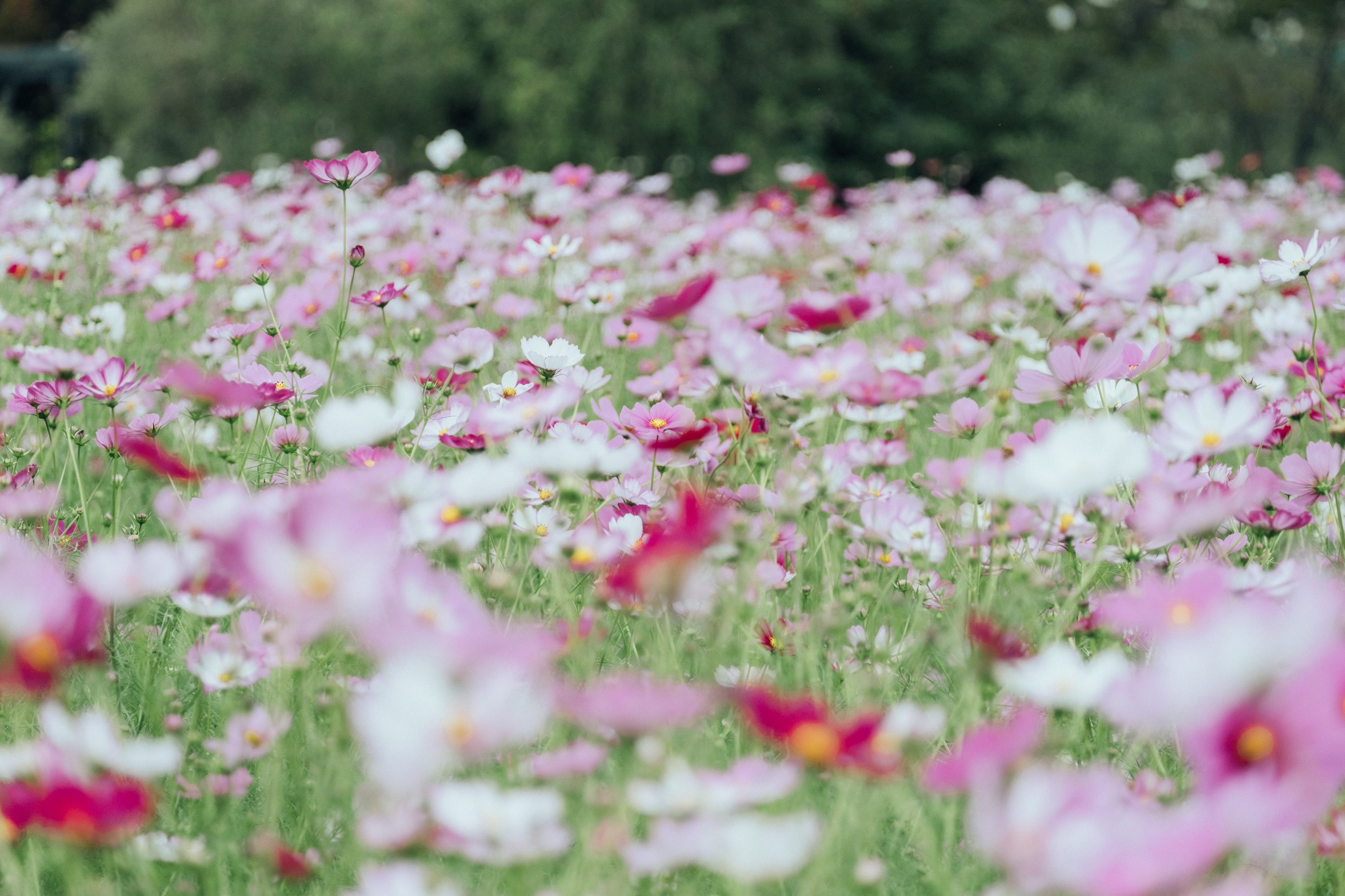 色とりどりのコスモスの花が広がる風景